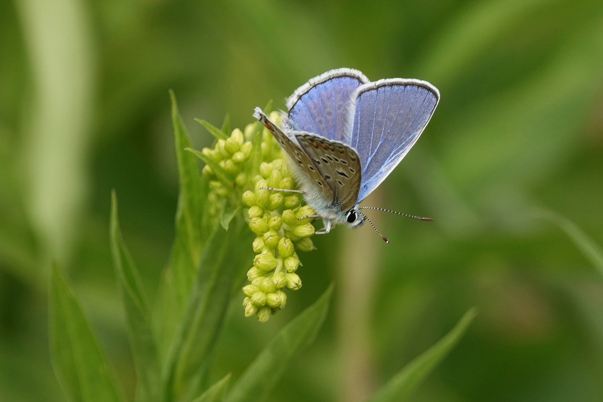 Download mobile wallpaper Insect, Butterfly, Animal for free.