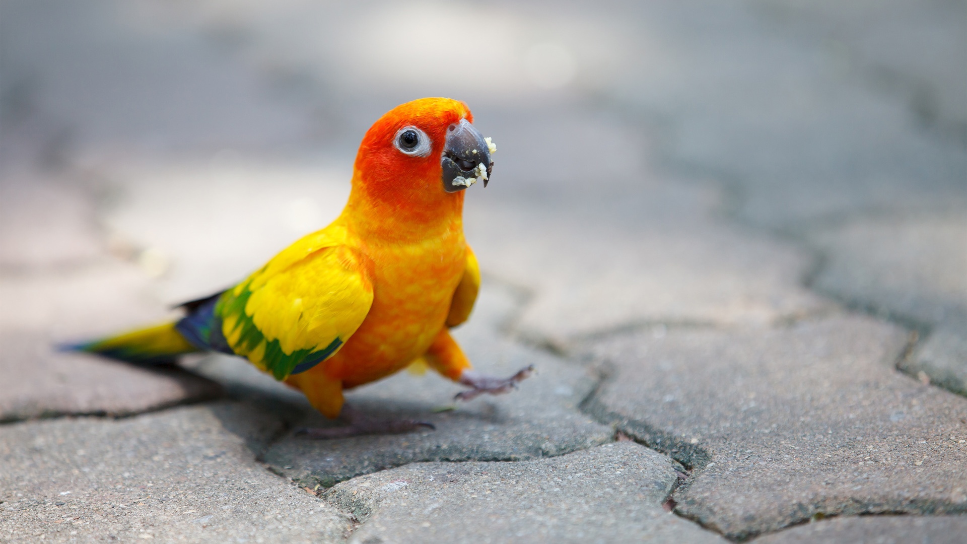 Baixar papel de parede para celular de Animais, Papagaio gratuito.