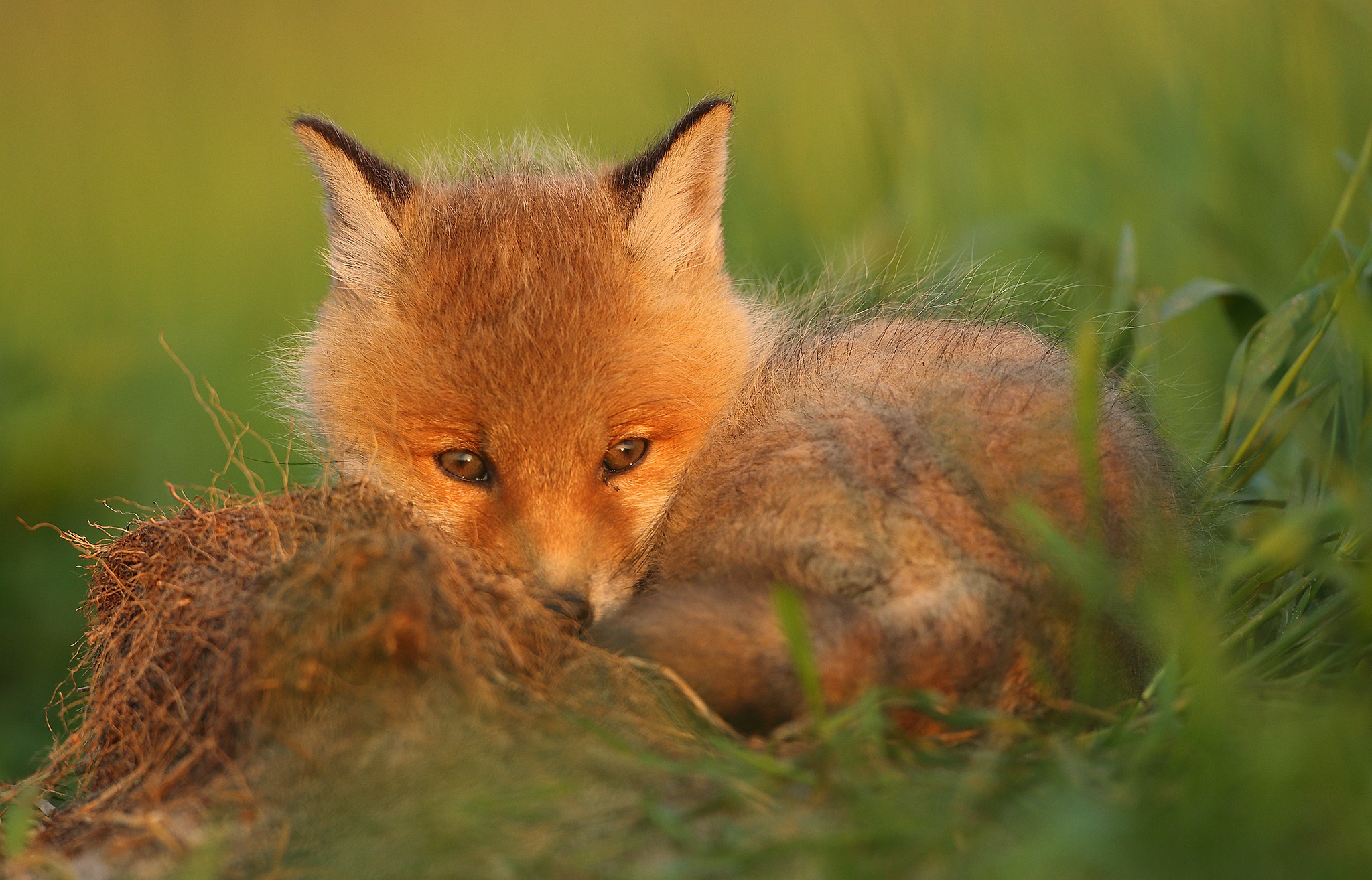 Download mobile wallpaper Fox, Animal, Cub for free.