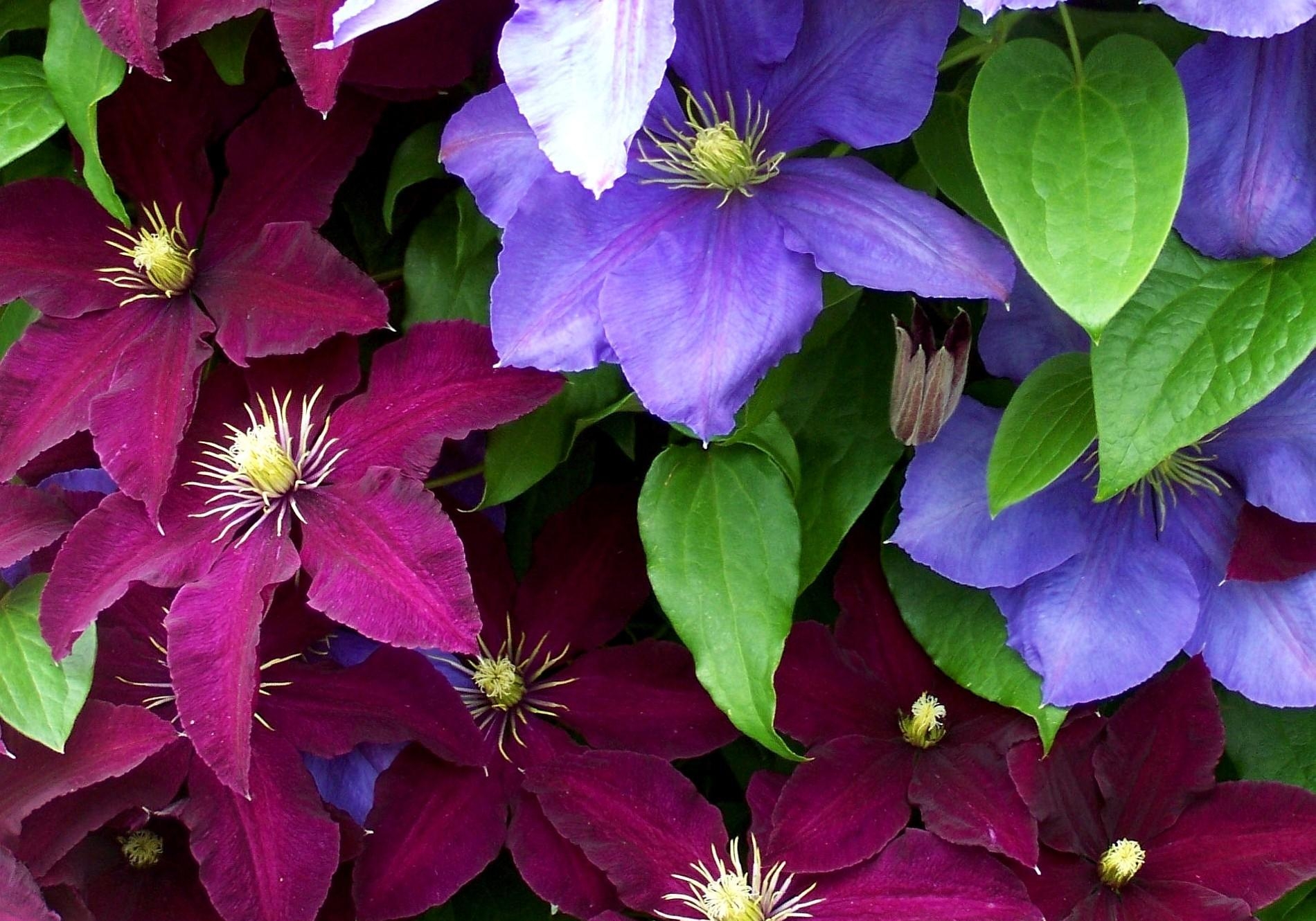 Download mobile wallpaper Clematis, Close Up, Bright, Flowers, Colorful for free.