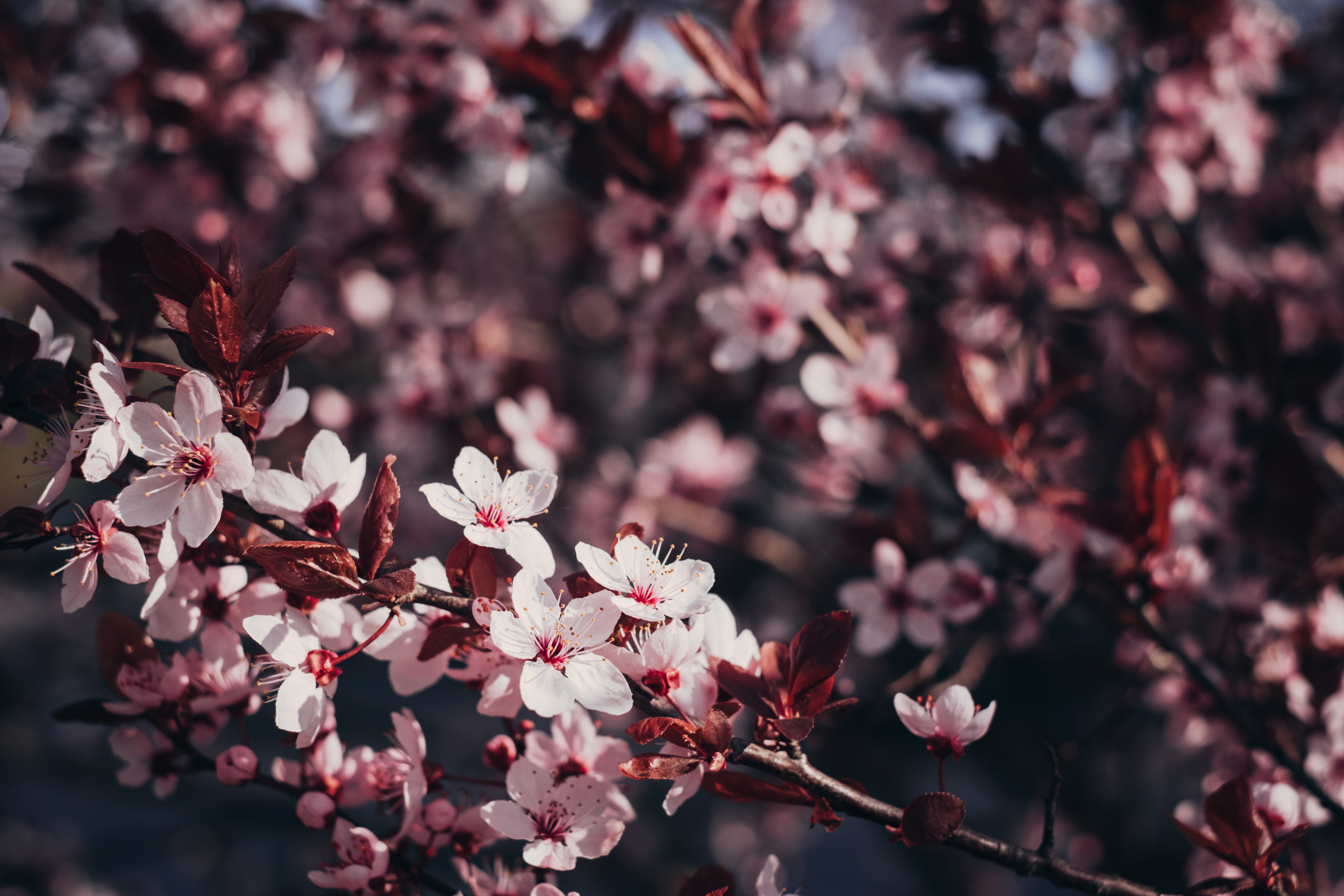 56065 descargar fondo de pantalla sakura, cereza, flores, madera, árbol, sucursales, ramas, florecer, floración: protectores de pantalla e imágenes gratis