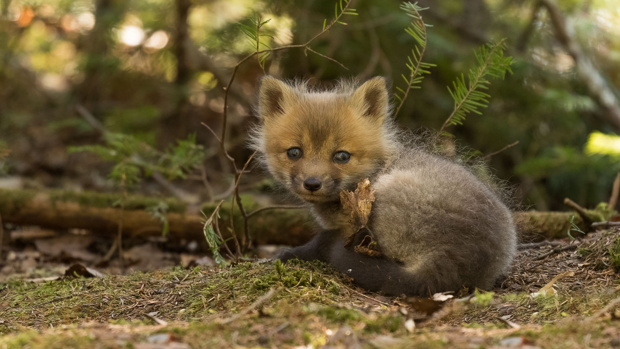Laden Sie das Tiere, Süß, Fuchs, Tierbaby, Jungtier-Bild kostenlos auf Ihren PC-Desktop herunter