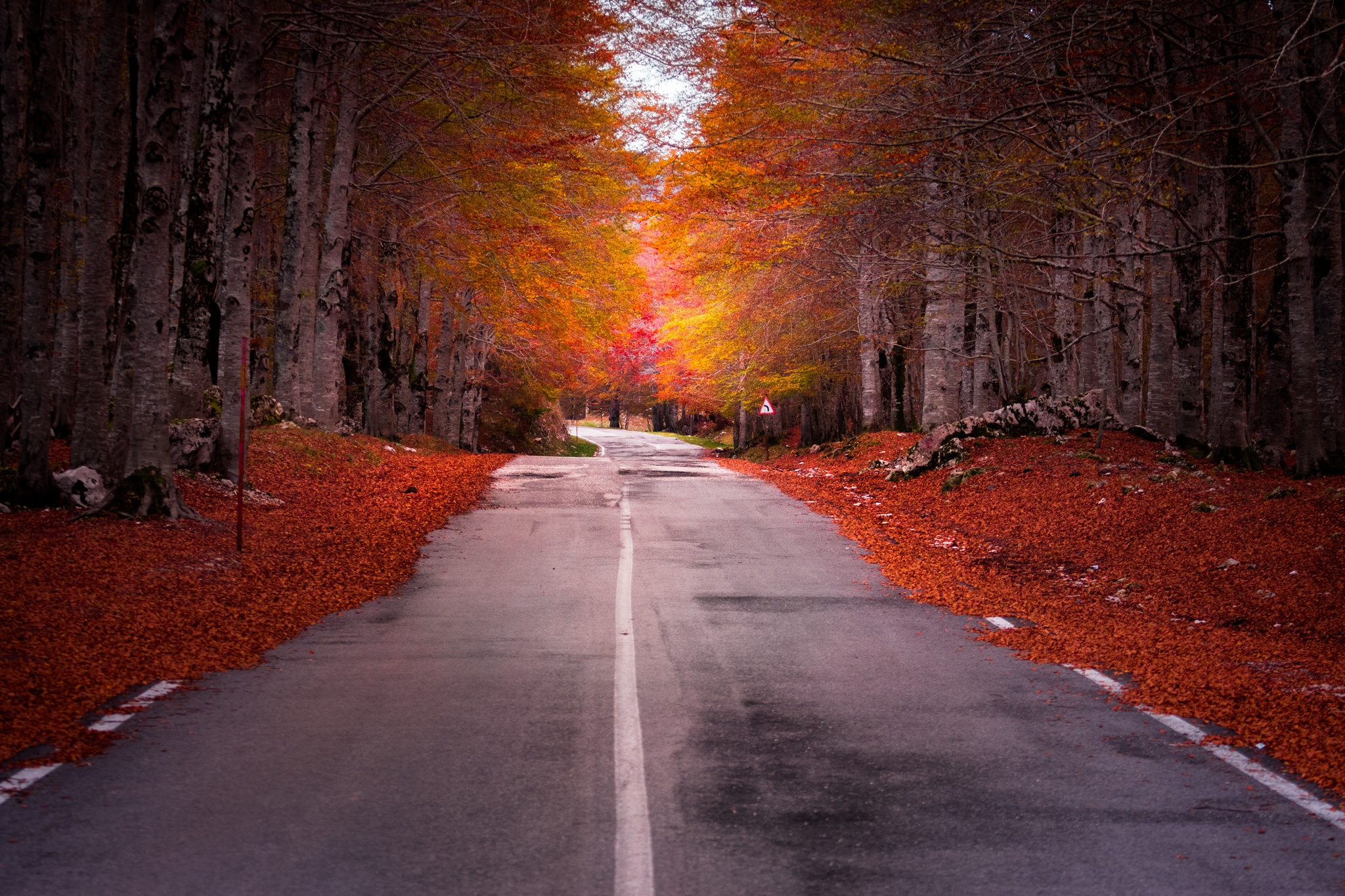 Download mobile wallpaper Nature, Road, Forest, Fall, Man Made for free.