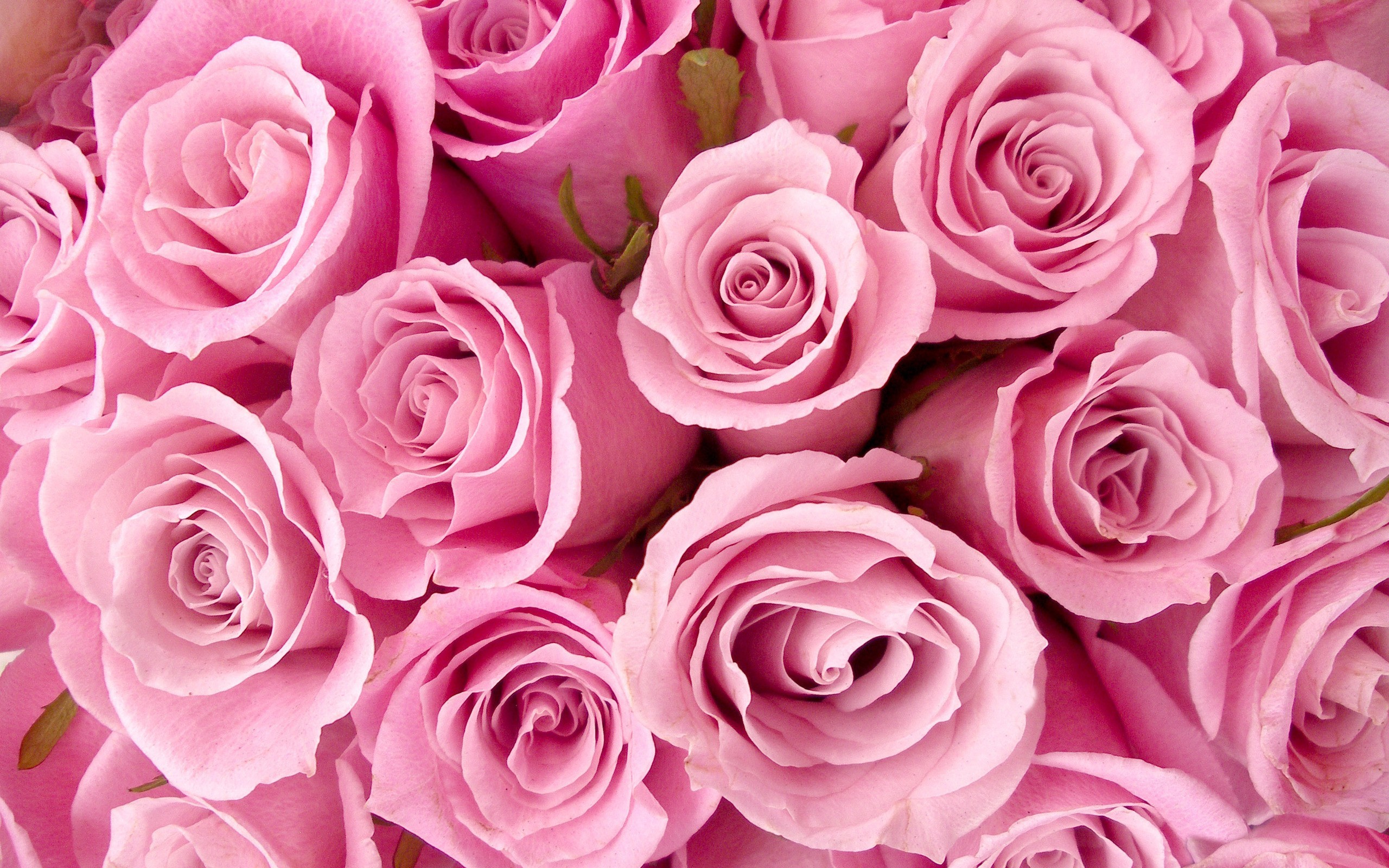 Free download wallpaper Flowers, Roses, Plants on your PC desktop