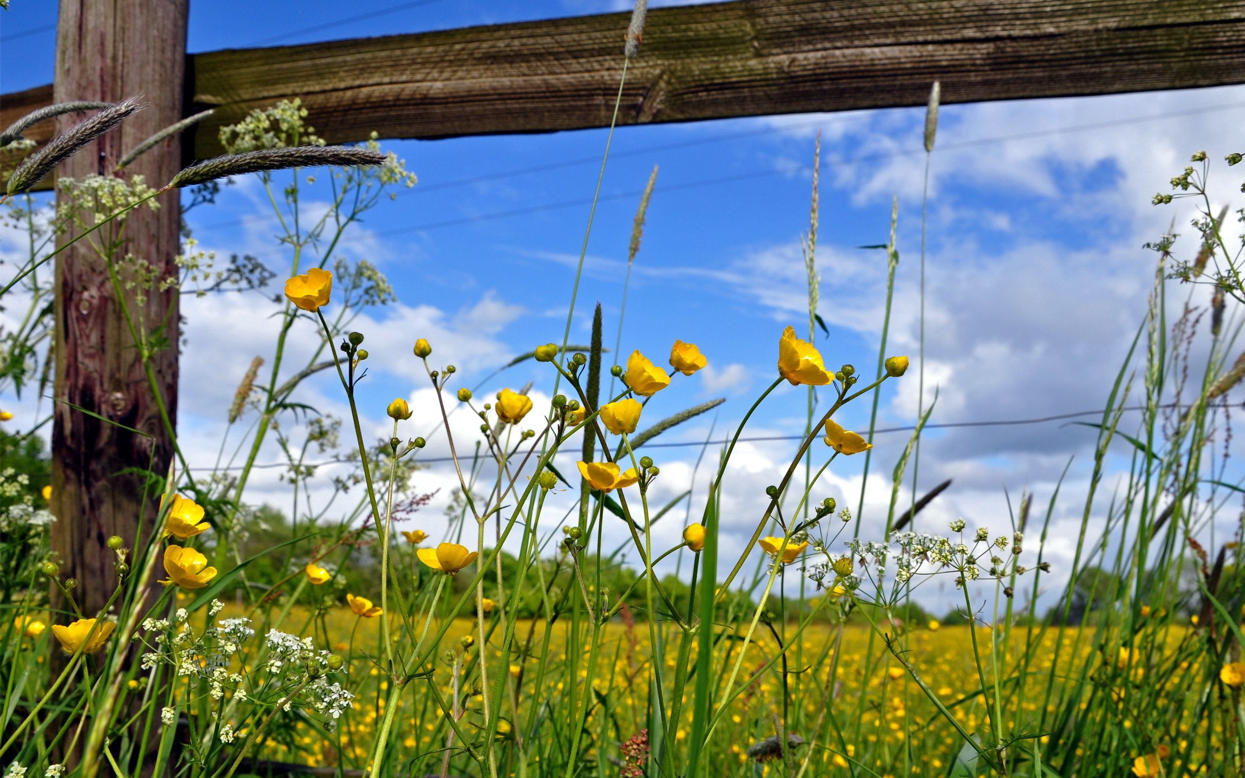 enclosure, nature, flowers, yellow, field, fence, fencing, planks, board, sunny