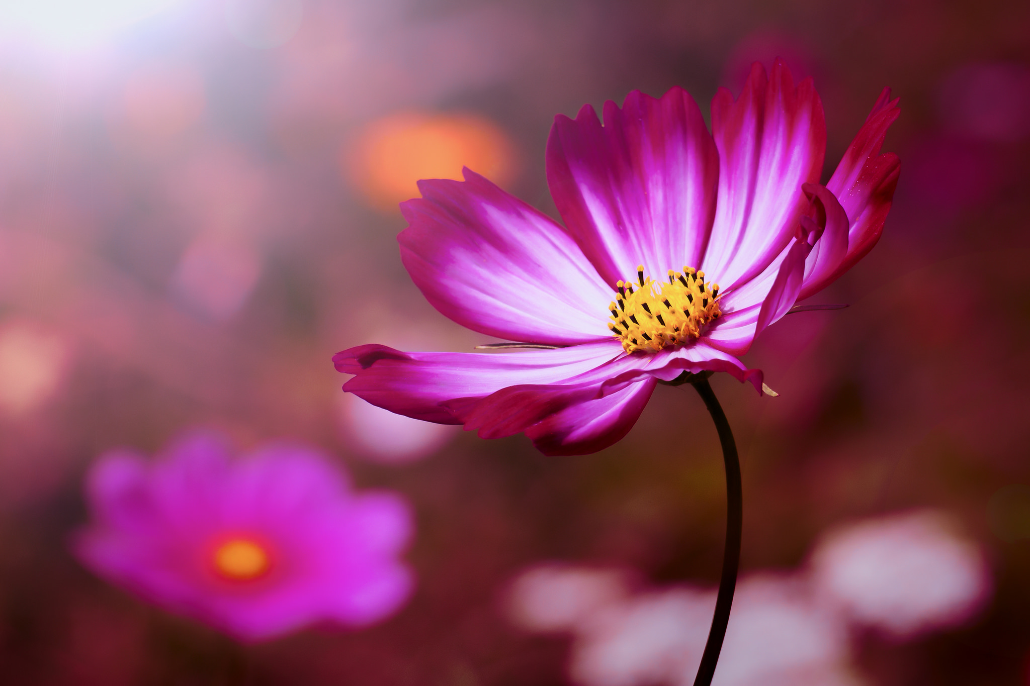 Laden Sie das Natur, Blumen, Blume, Verwischen, Erde/natur, Pinke Blume, Kosmeen-Bild kostenlos auf Ihren PC-Desktop herunter