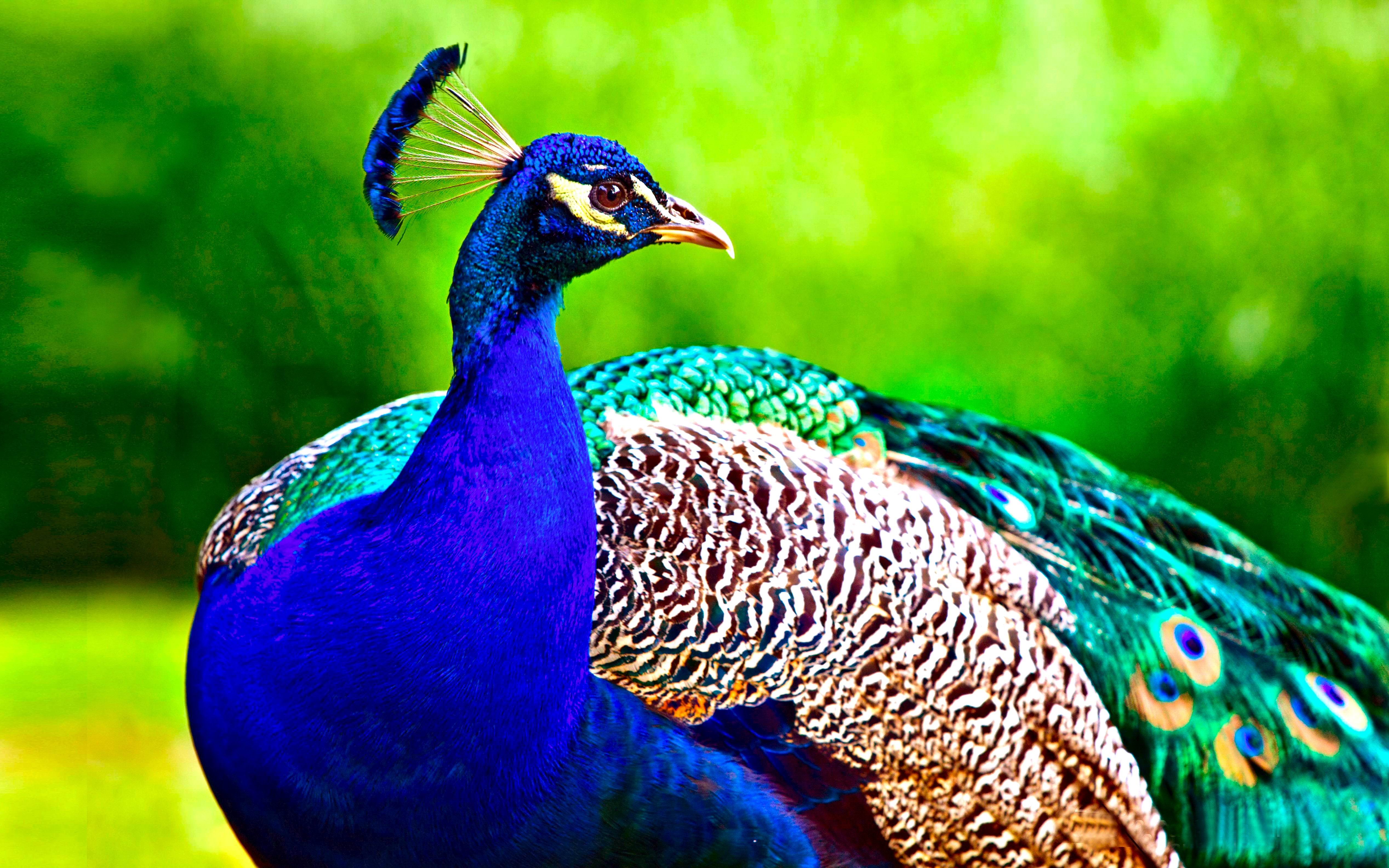 300319 descargar imagen aves, animales, pavo real, ave: fondos de pantalla y protectores de pantalla gratis