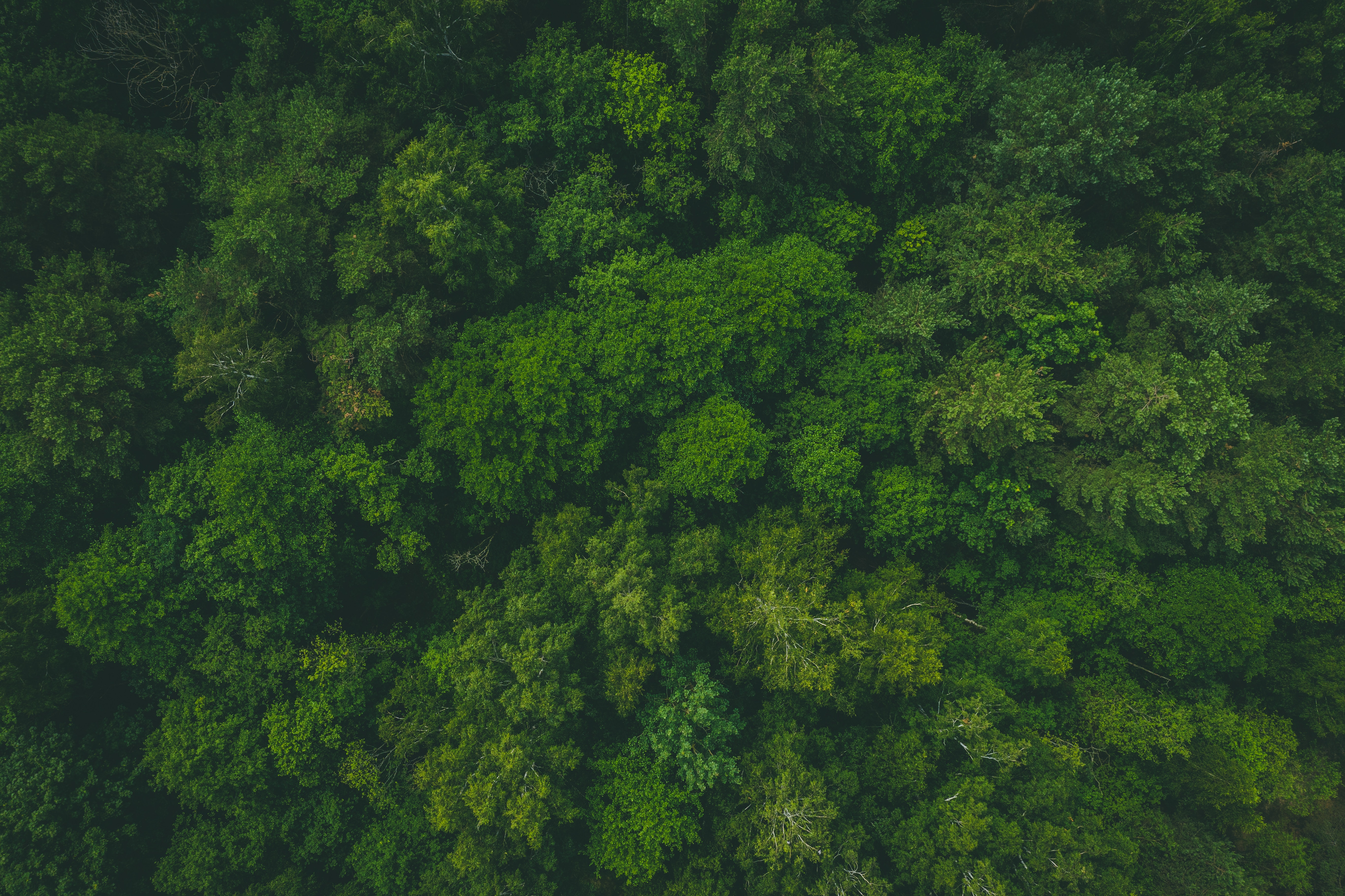 153804 завантажити картинку природа, дерева, зелений, вид зверху, верх, ліс, верхівки - шпалери і заставки безкоштовно