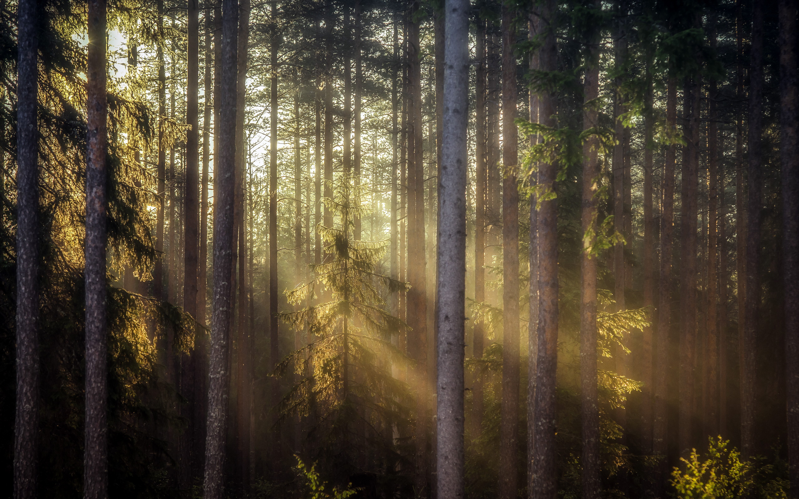 In the early morning forest. Лес. Утренний лес. "Солнце в лесу". Хвойный лес.