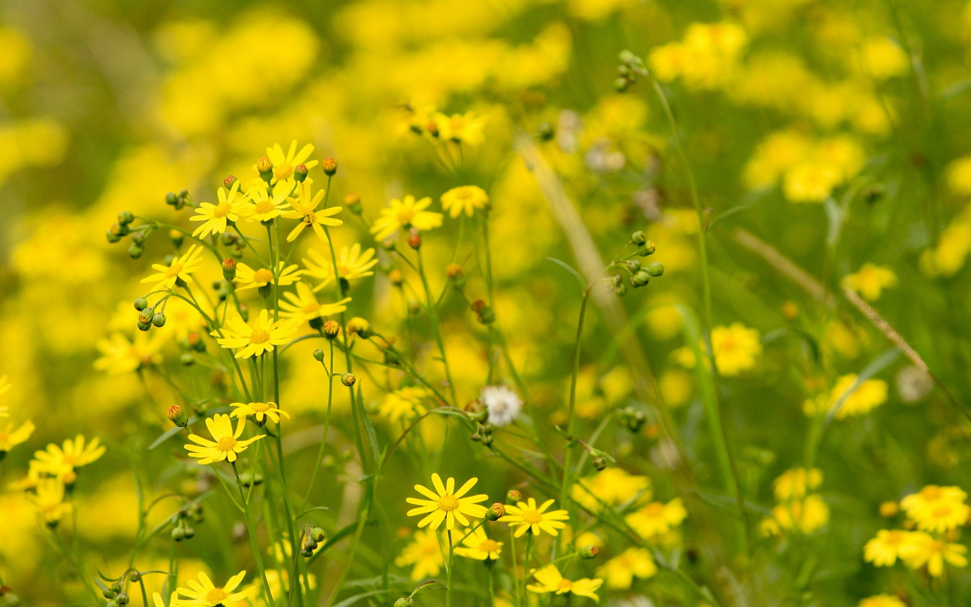 Handy-Wallpaper Makro, Blumen, Natur, Blume, Erde/natur kostenlos herunterladen.