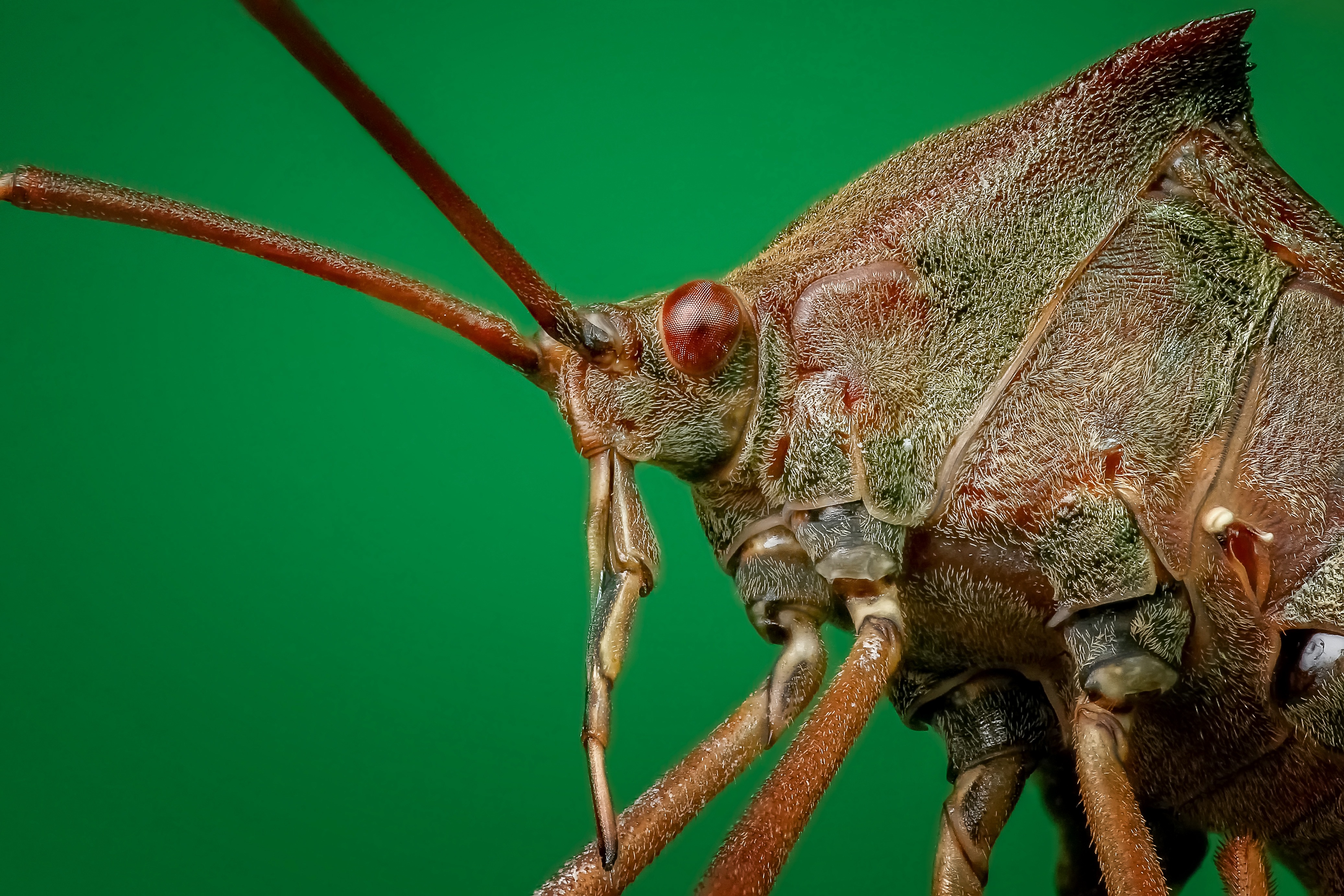 121960 descargar imagen macro, de cerca, primer plano, insecto, bicho, escarabajo: fondos de pantalla y protectores de pantalla gratis