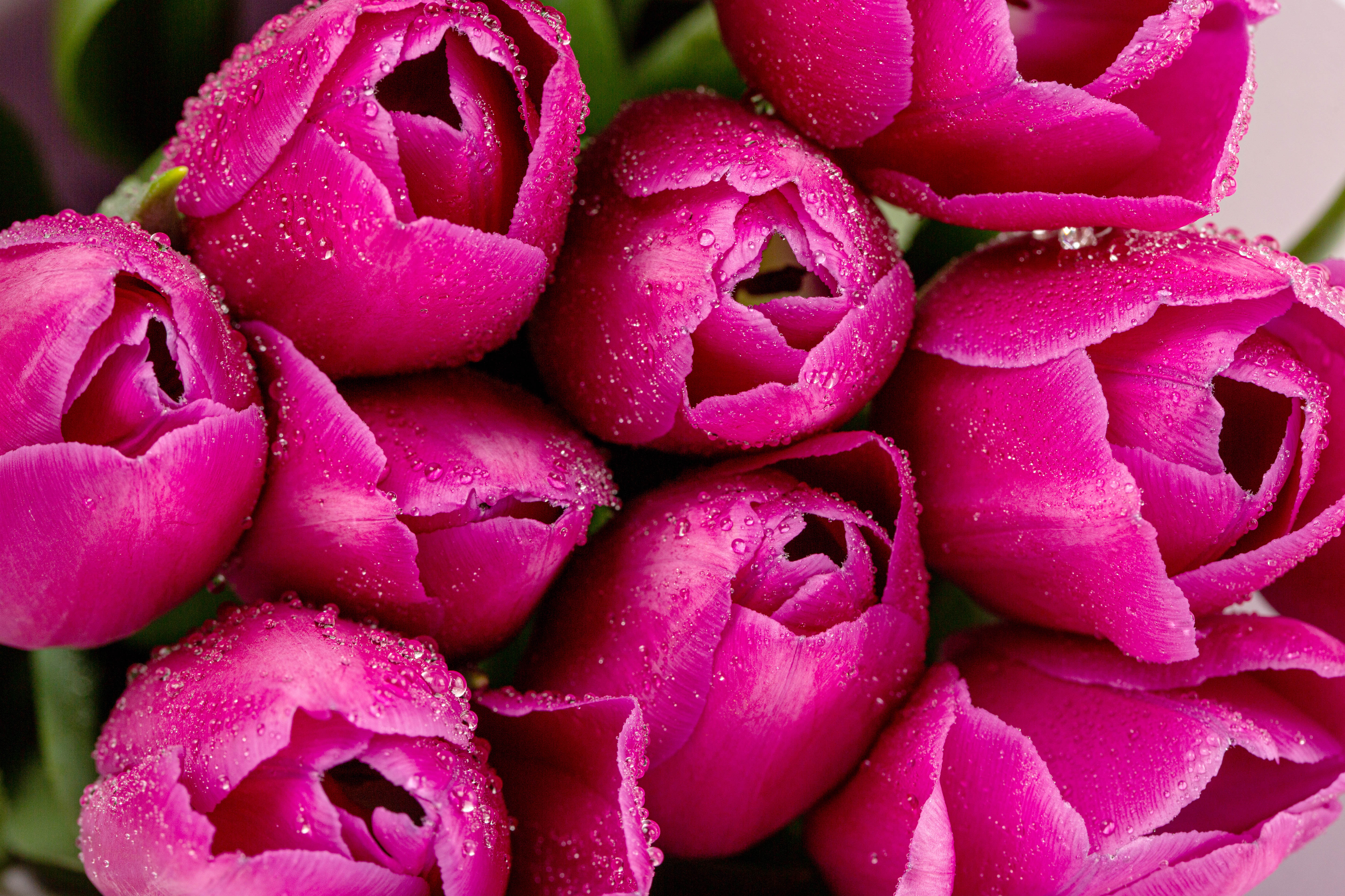 tulips, flowers, pink, drops, macro, petals