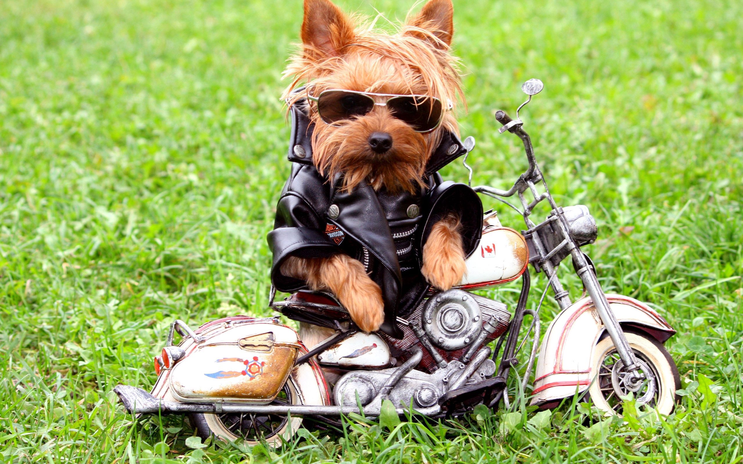 109915 télécharger l'image yorkshire terrier, chien, animaux, herbe, motard, cycliste, veste, veste de motard, l’épaulard - fonds d'écran et économiseurs d'écran gratuits