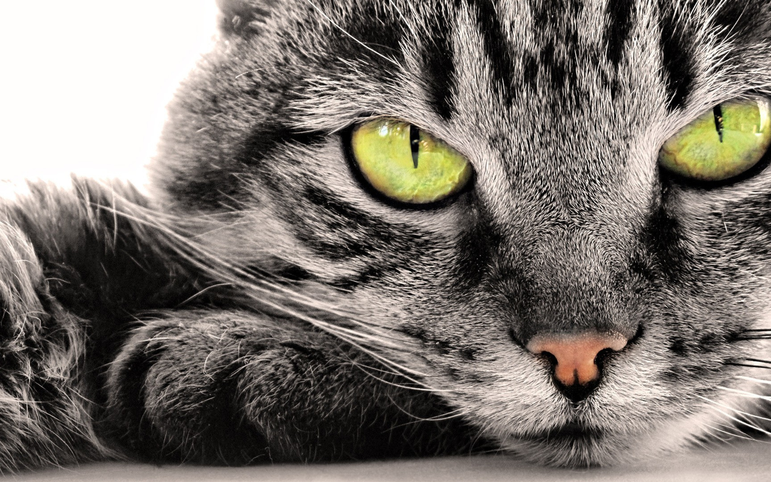 Handy-Wallpaper Tiere, Katzen, Katze, Gesicht, Grüne Augen kostenlos herunterladen.