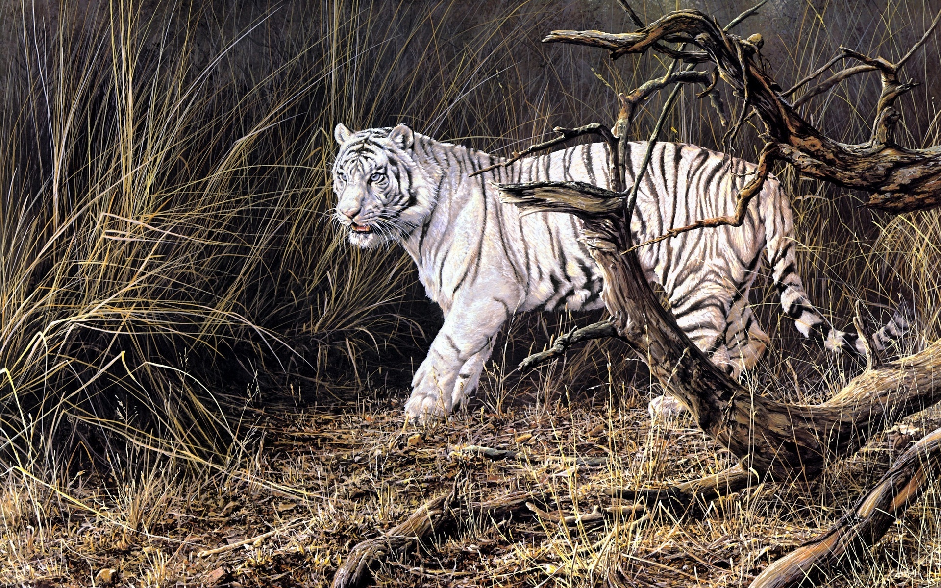 Laden Sie das Tiere, Katzen, Weißer Tiger-Bild kostenlos auf Ihren PC-Desktop herunter