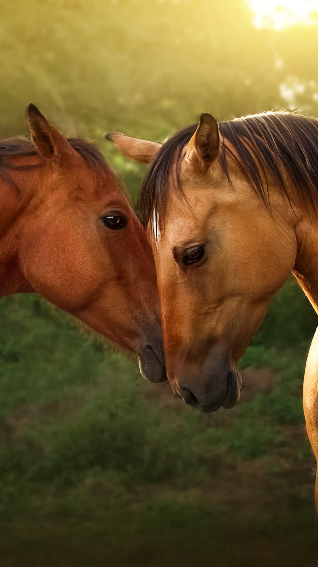 Скачать картинку Животные, Любовь, Лошадь в телефон бесплатно.