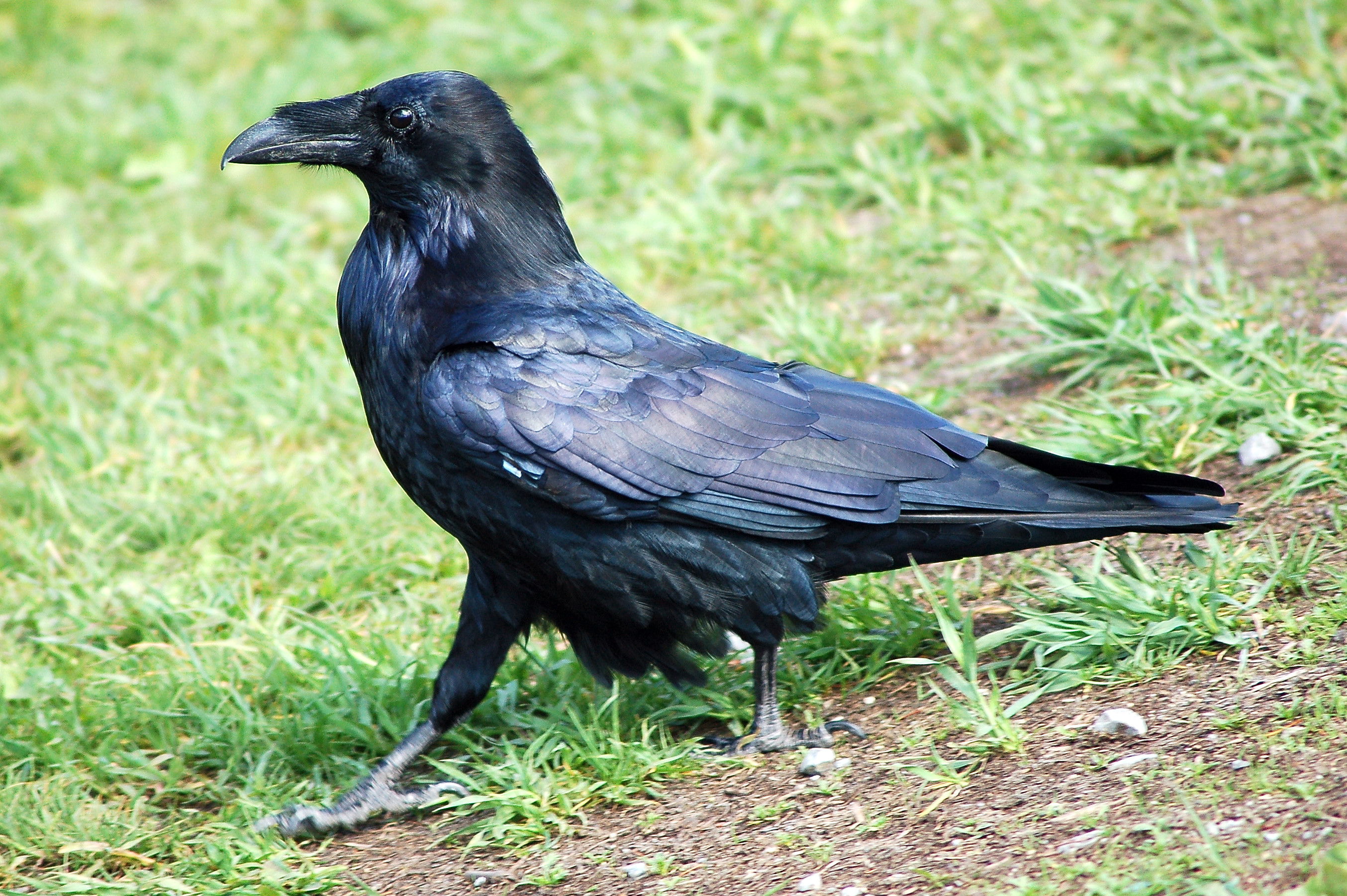 Download mobile wallpaper Birds, Bird, Animal, Raven, Common Raven for free.