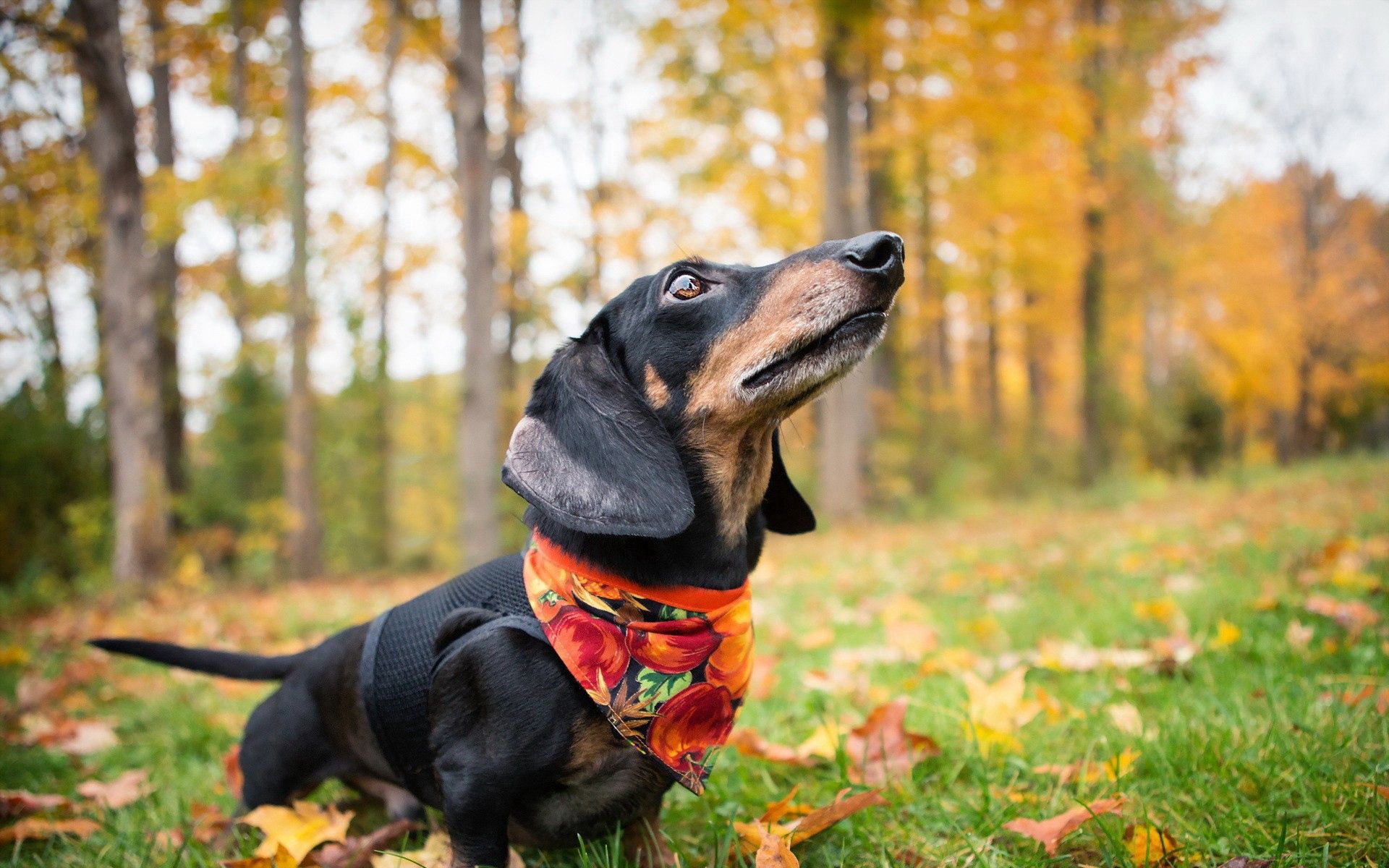 dachshund, autumn, animals, grass, leaves, dog, handkerchief, kerchief