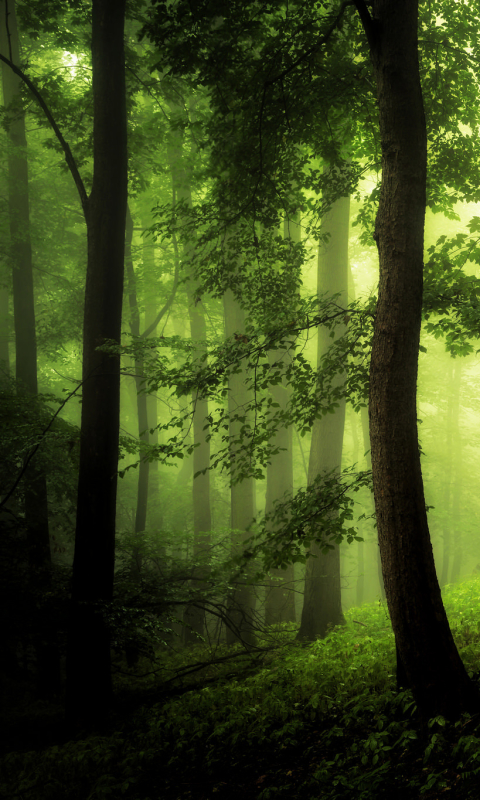 Скачати мобільні шпалери Природа, Ліс, Дерево, Туман, Земля безкоштовно.
