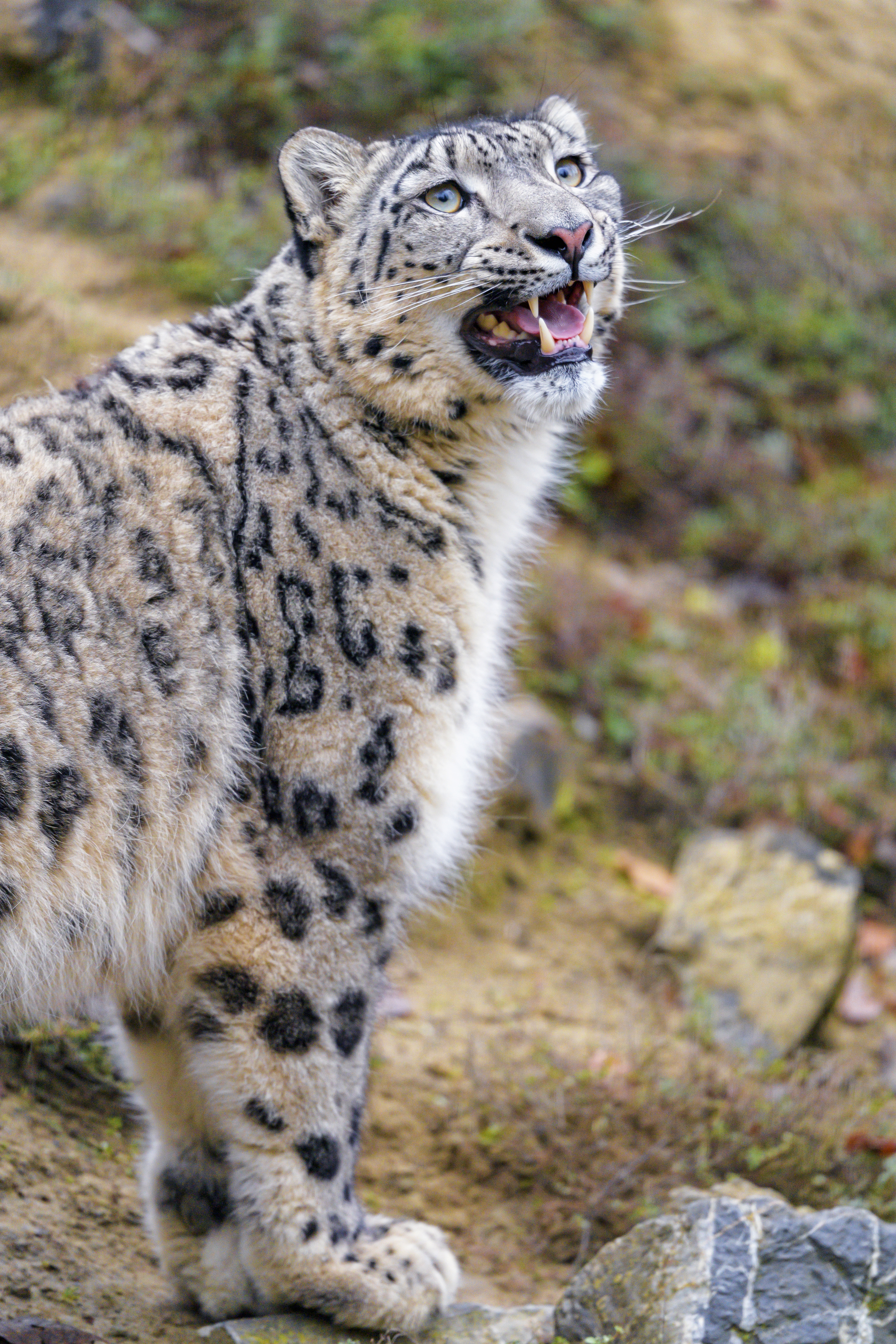 Baixe gratuitamente a imagem Animais, Animal, Gato Grande, Snow Leopard na área de trabalho do seu PC