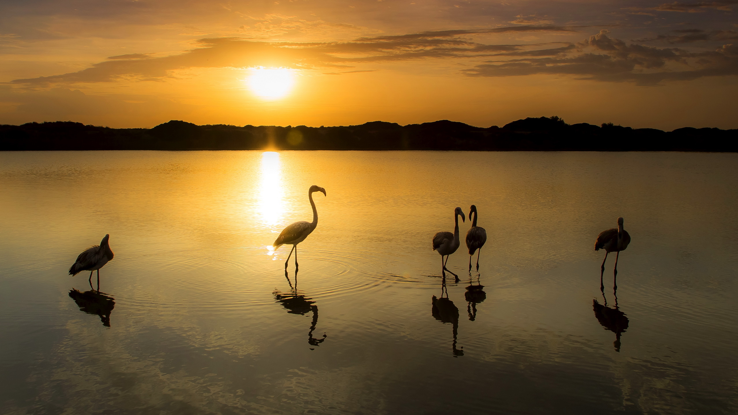 Download mobile wallpaper Birds, Water, Sunset, Flamingo, Reflection, Bird, Animal for free.