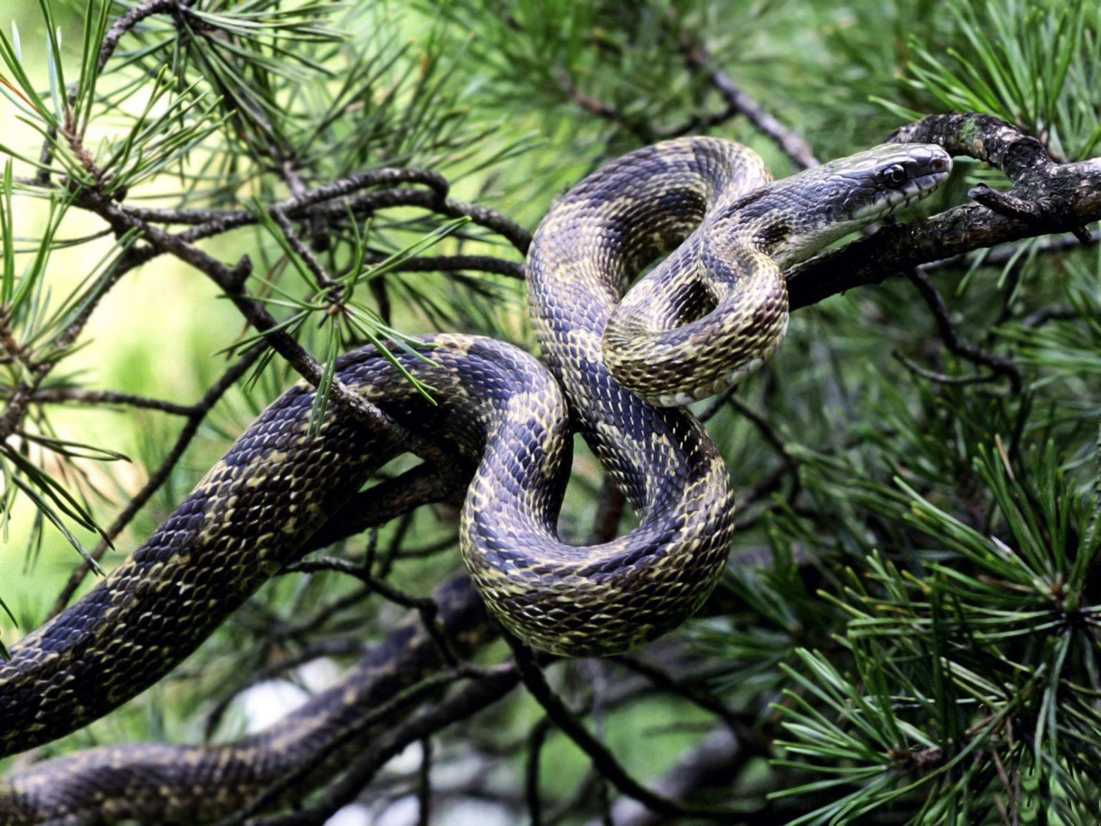 Download mobile wallpaper Snake, Wood, Fir, Tree, Branches, Spruce, Animals for free.