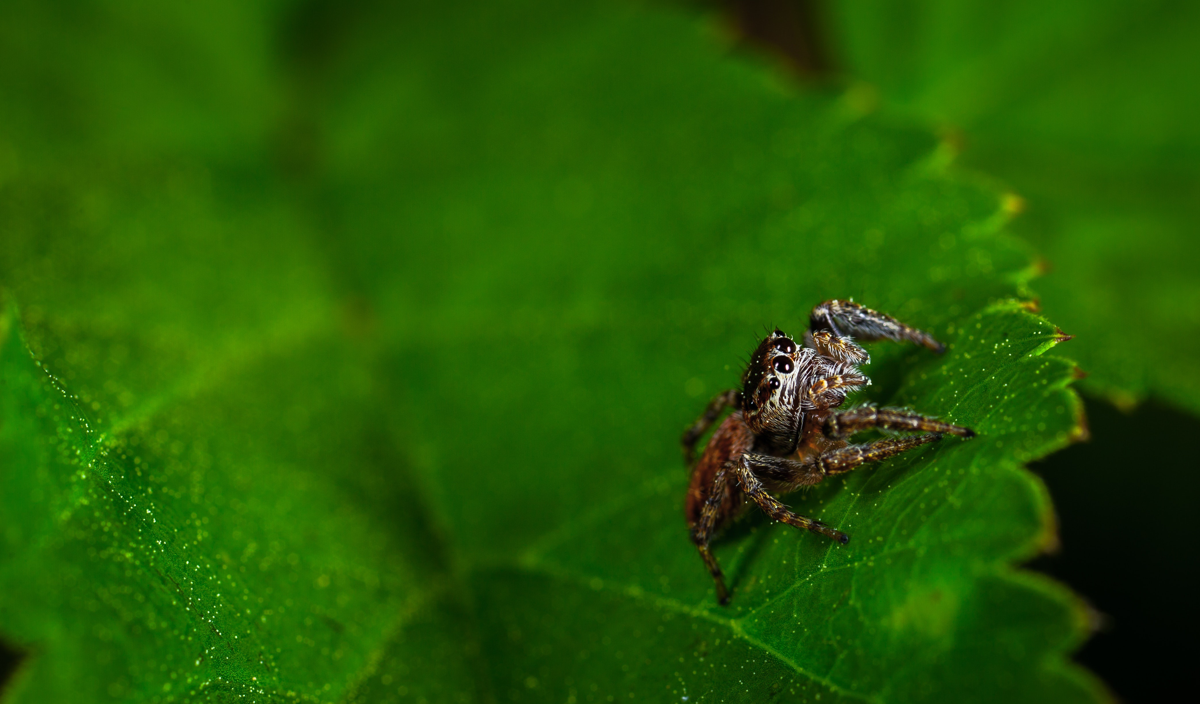 Download mobile wallpaper Spiders, Animal, Spider, Arachnid for free.