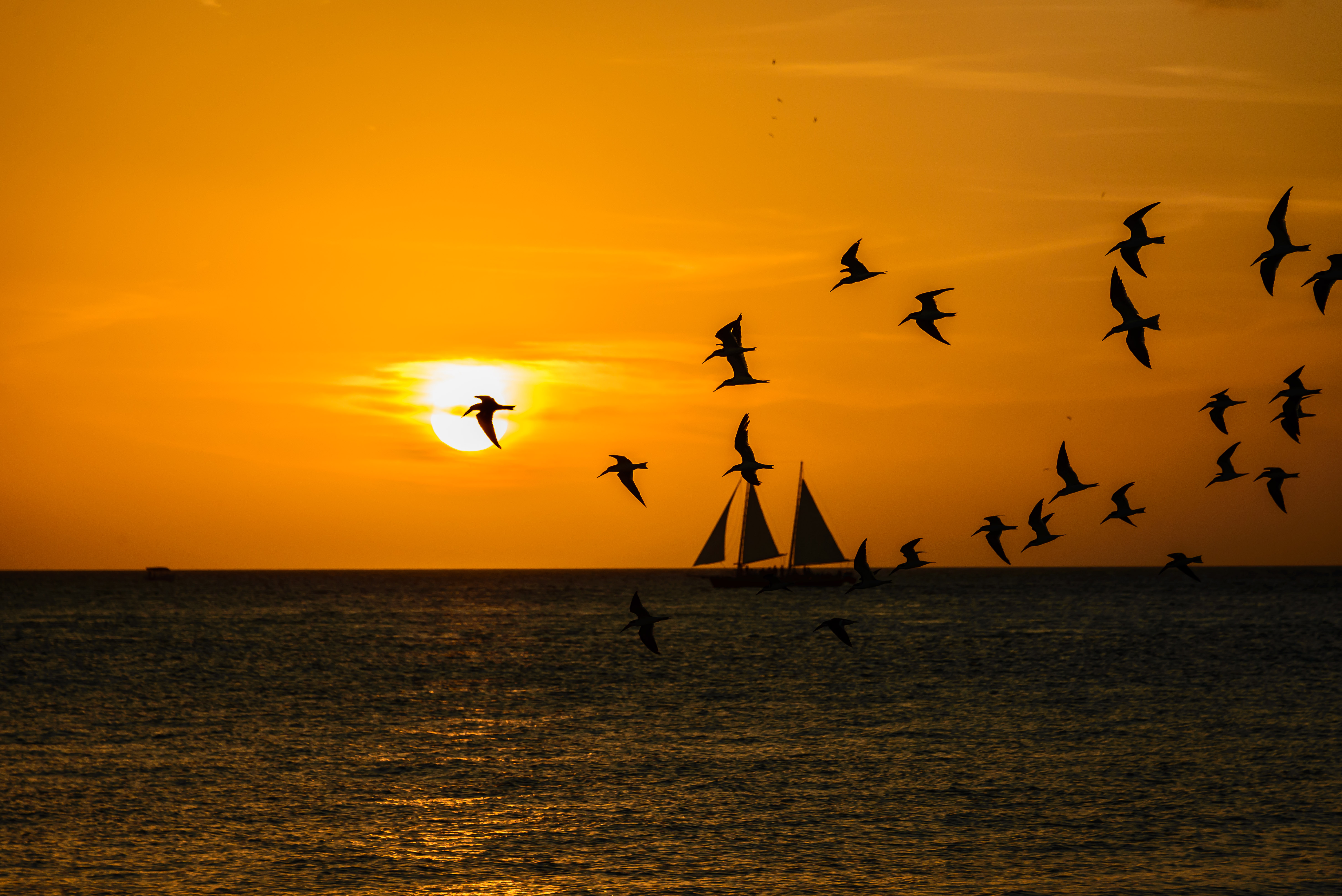無料モバイル壁紙鳥, 日没, 海, ヨット, シルエット, フライト, 写真撮影, 海景をダウンロードします。