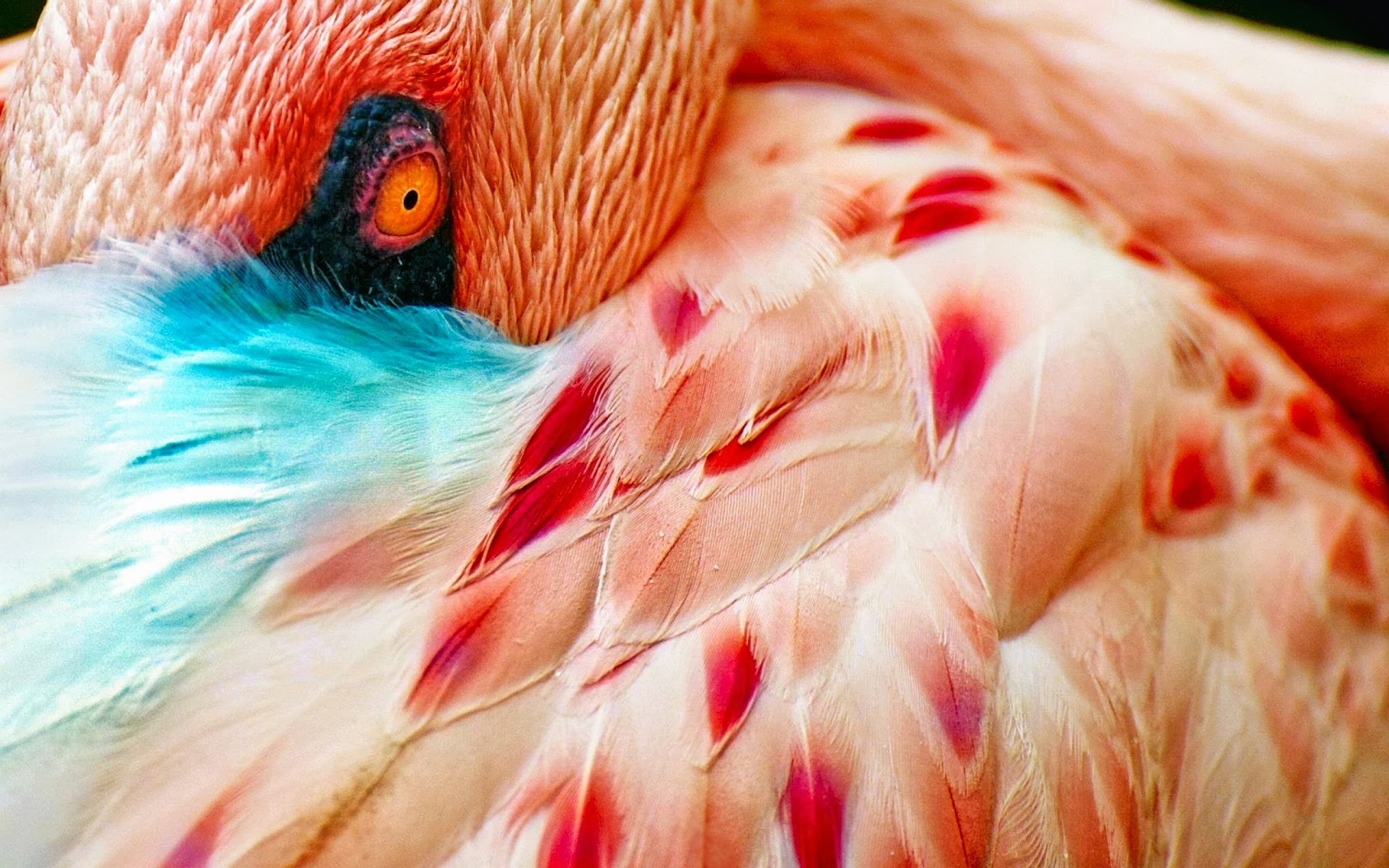 320050 baixar imagens animais, flamingo, pássaro, olhos, pena, aves - papéis de parede e protetores de tela gratuitamente