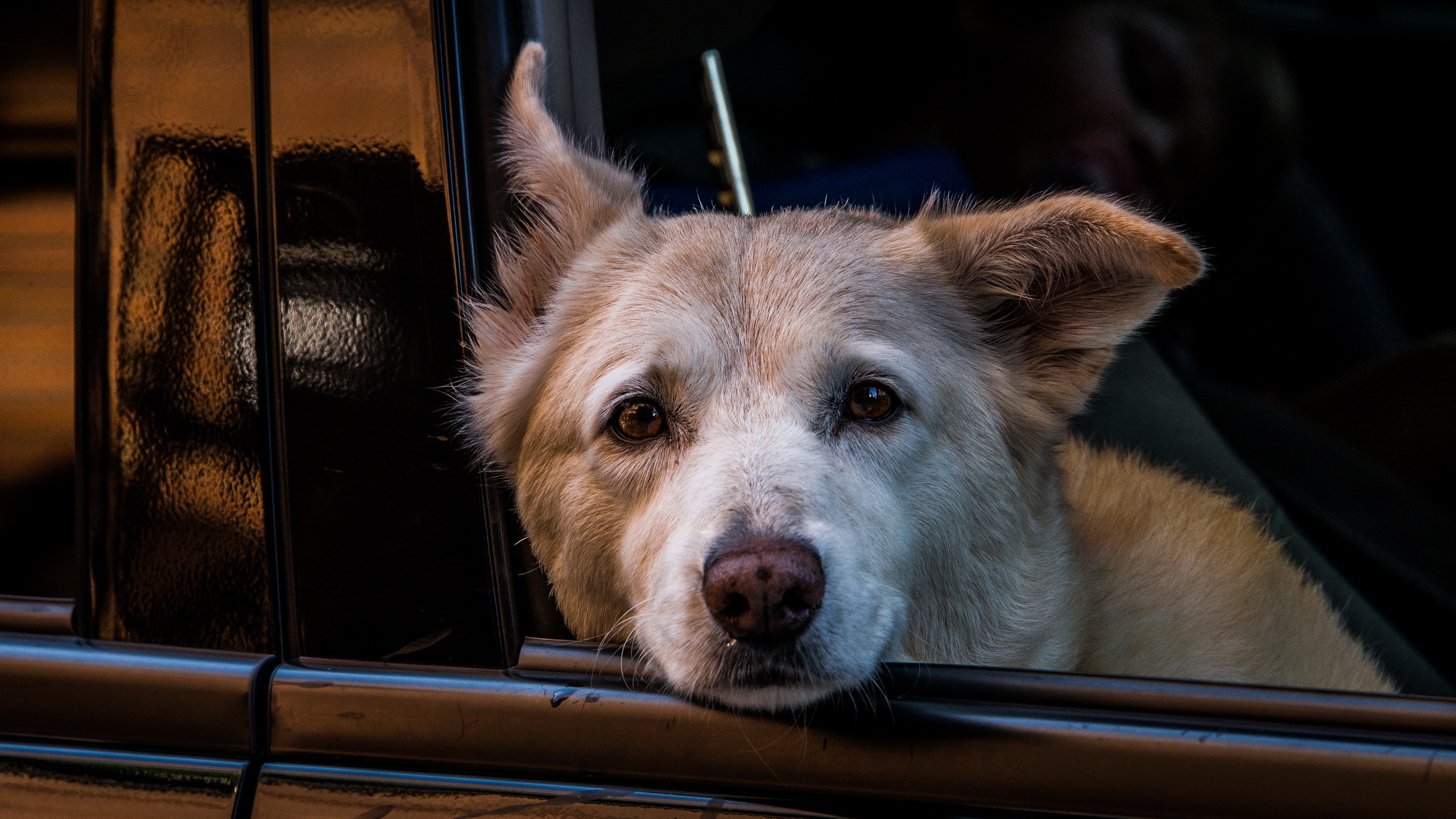 Descarga gratis la imagen Animales, Perros, Perro, Bozal, Mirar Fijamente en el escritorio de tu PC