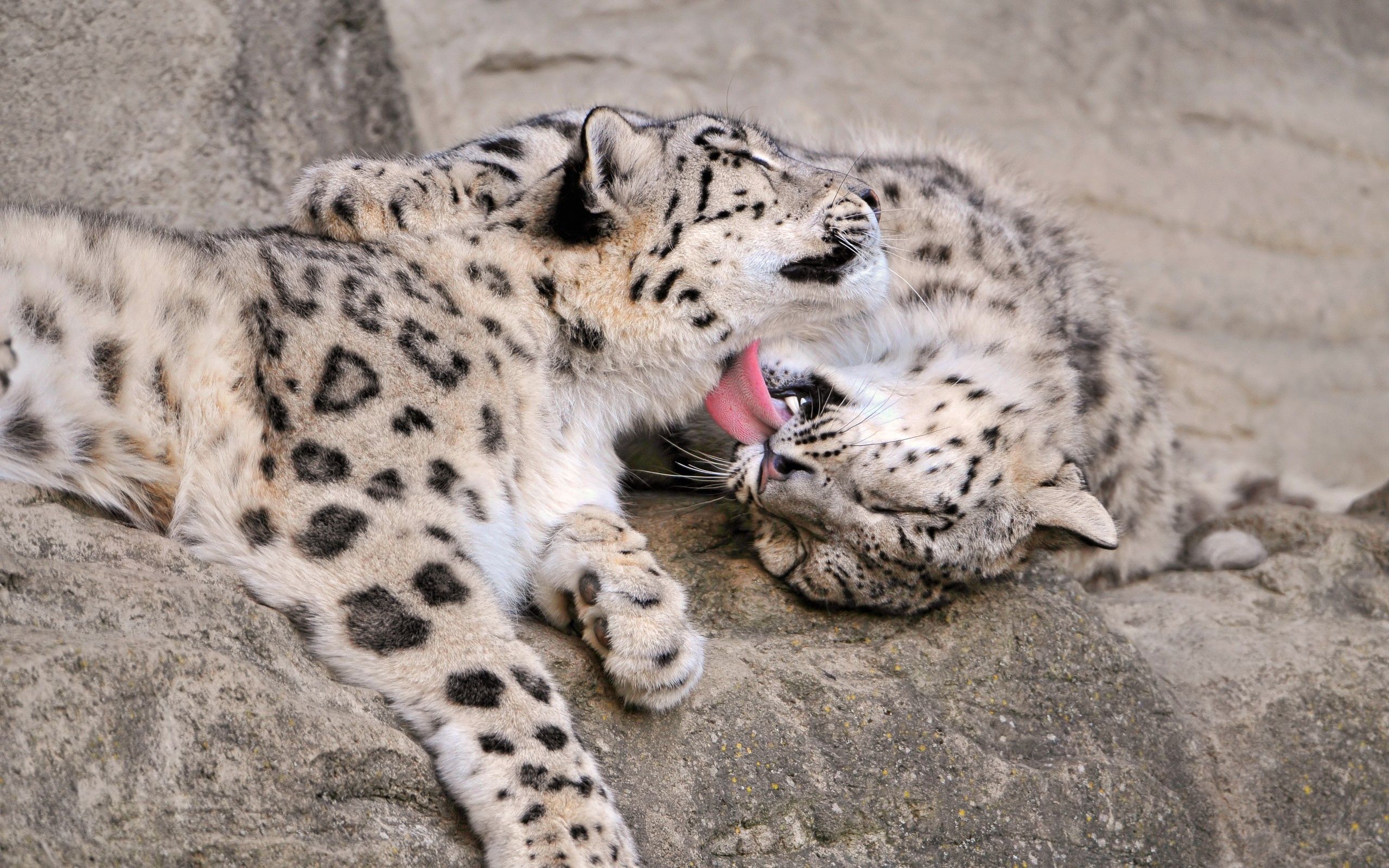 Free download wallpaper Animals, Snow Leopard, Young, Pair, Joey, Care, Couple on your PC desktop