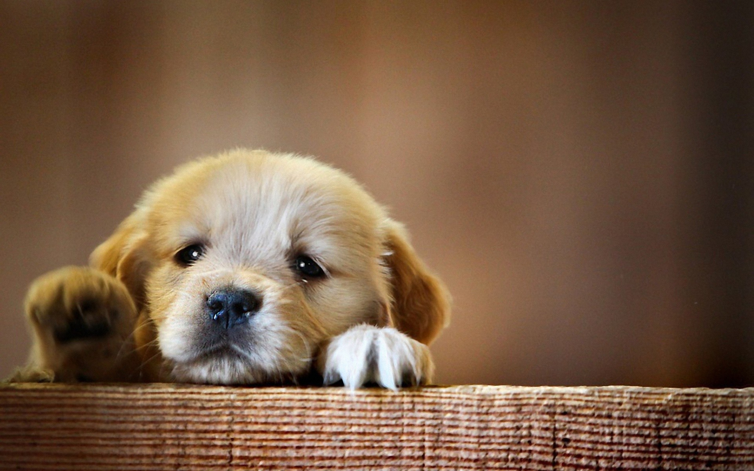 Download mobile wallpaper Puppy, Dogs, Dog, Animal for free.