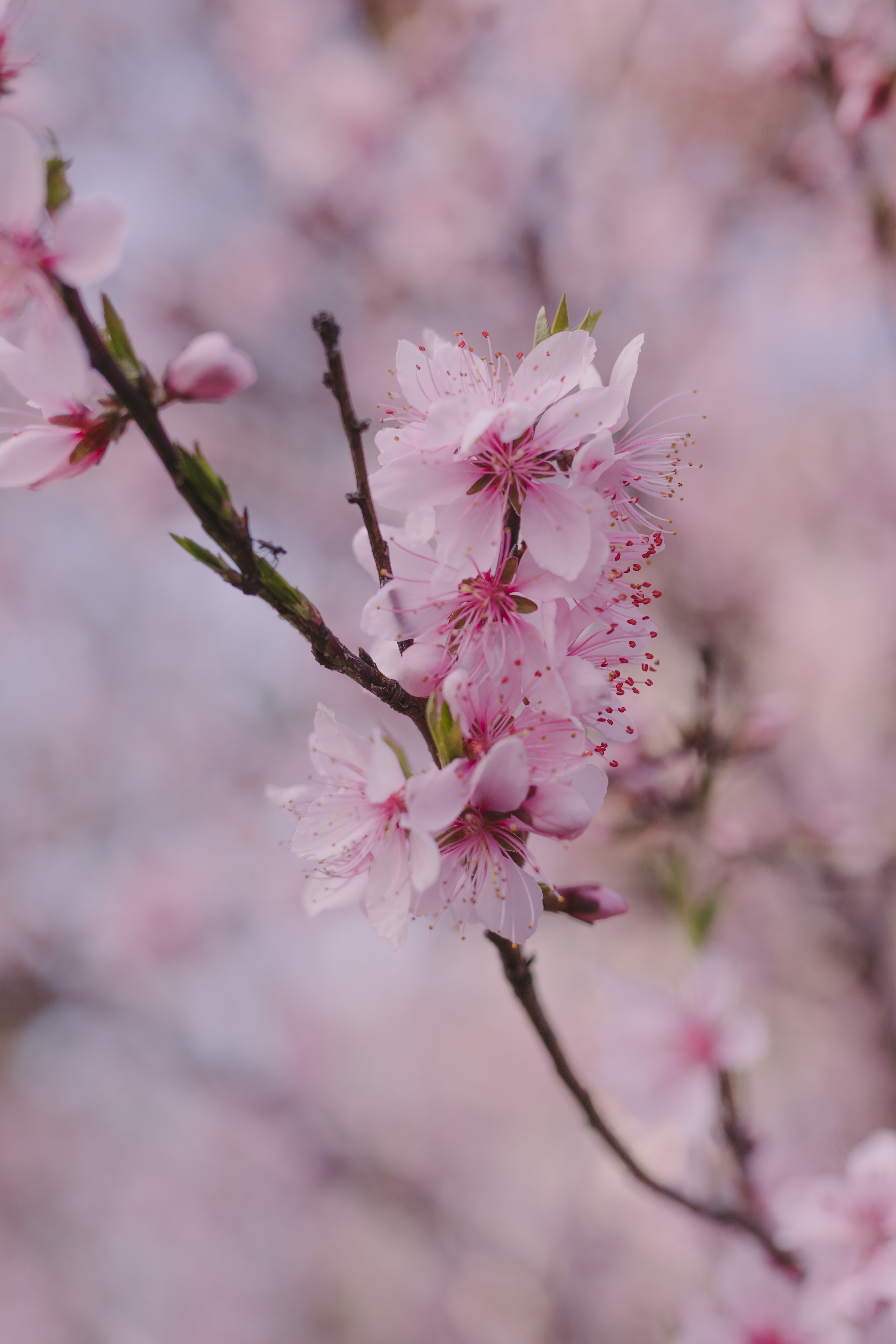Download mobile wallpaper Macro, Petals, Branch, Flowers, Pink, Spring, Sakura for free.