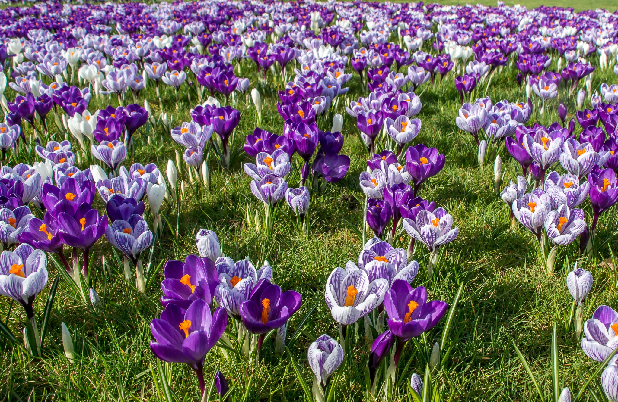 Descarga gratis la imagen Flores, Flor, Primavera, Azafrán, Flor Purpura, Tierra/naturaleza en el escritorio de tu PC