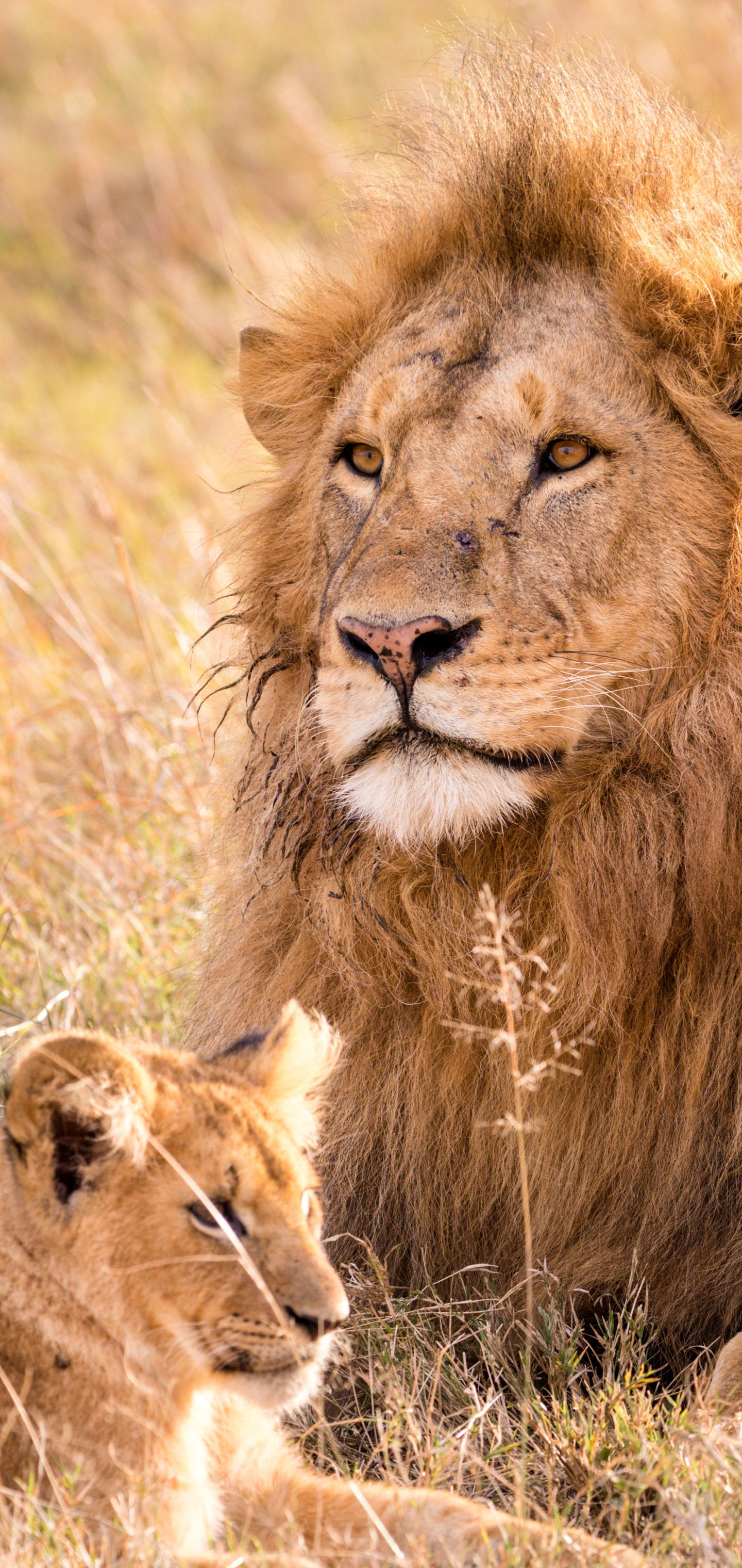 Téléchargez des papiers peints mobile Animaux, Chats, Lion, Lionceau, Bébé Animal gratuitement.