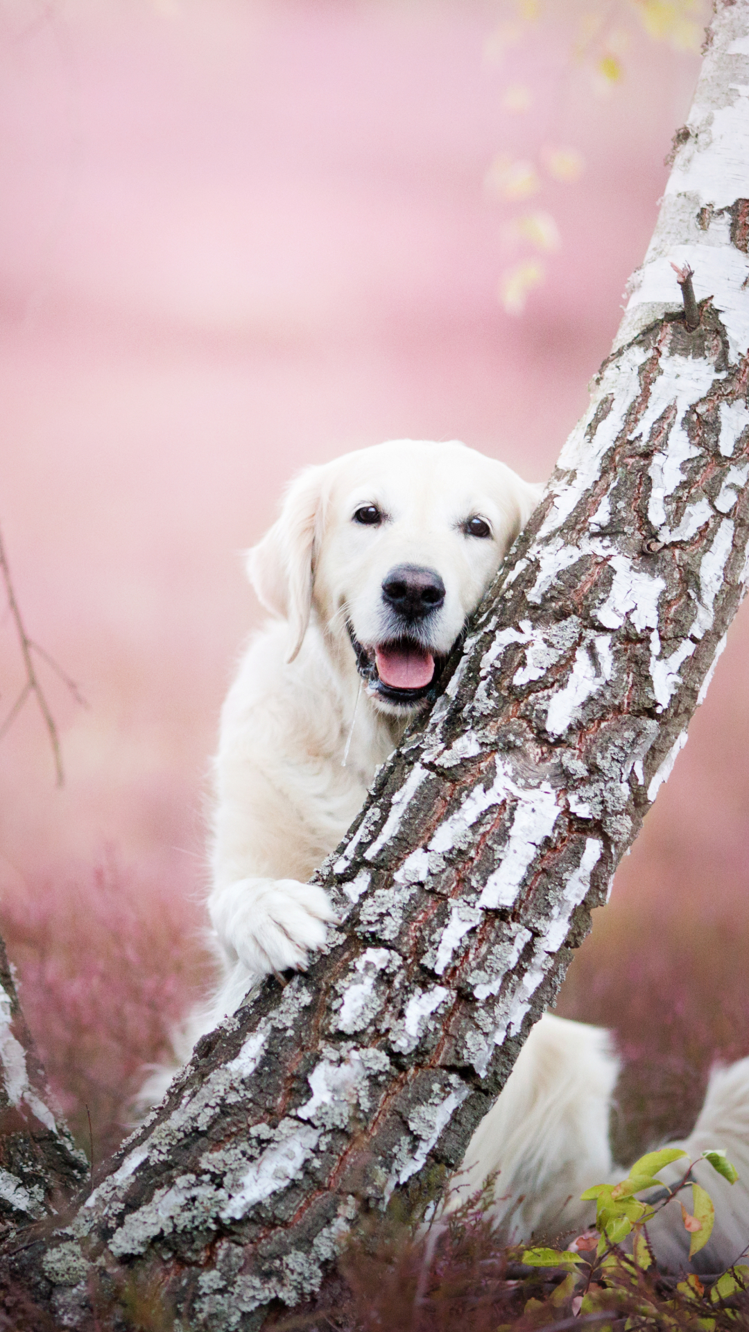 Descarga gratuita de fondo de pantalla para móvil de Animales, Perros, Perro, Labrador.