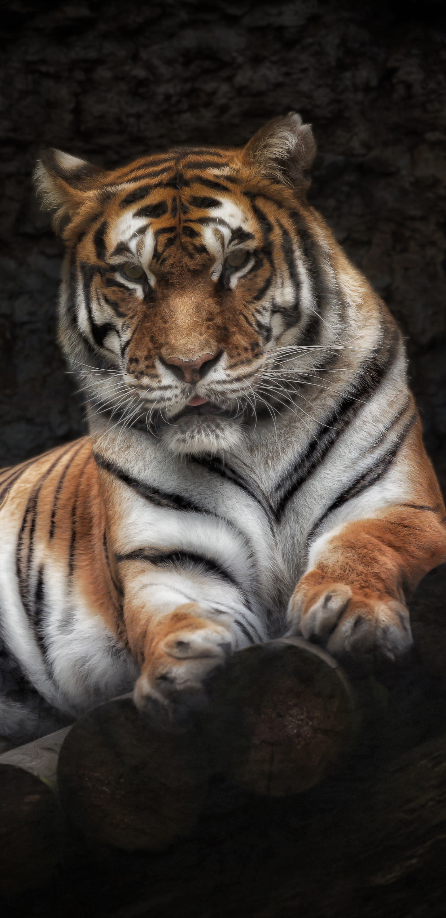 Baixe gratuitamente a imagem Animais, Gatos, Tigre na área de trabalho do seu PC