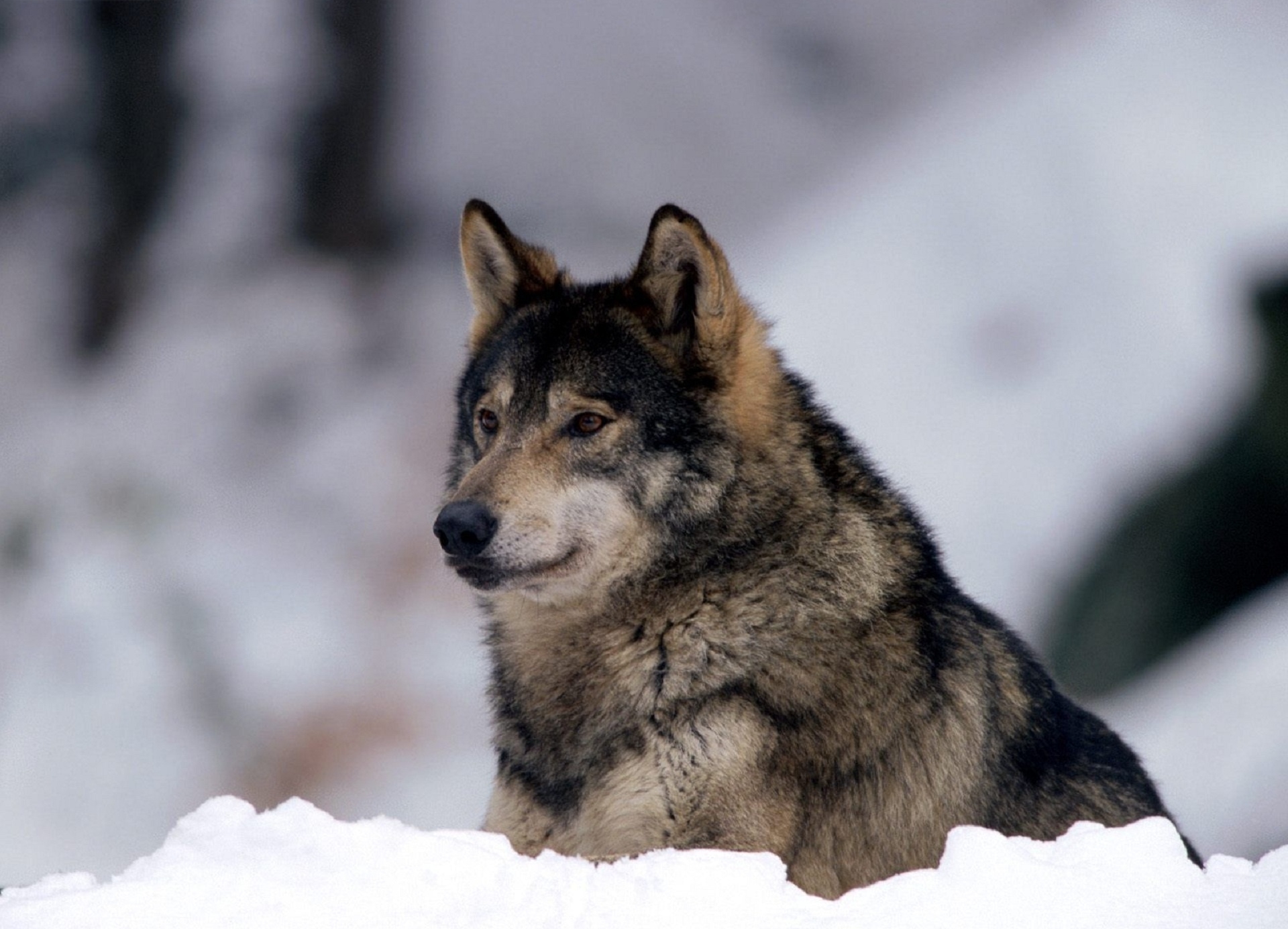 52324 télécharger l'image loup, animaux, neige, prédateur, vue, opinion, vigilance - fonds d'écran et économiseurs d'écran gratuits