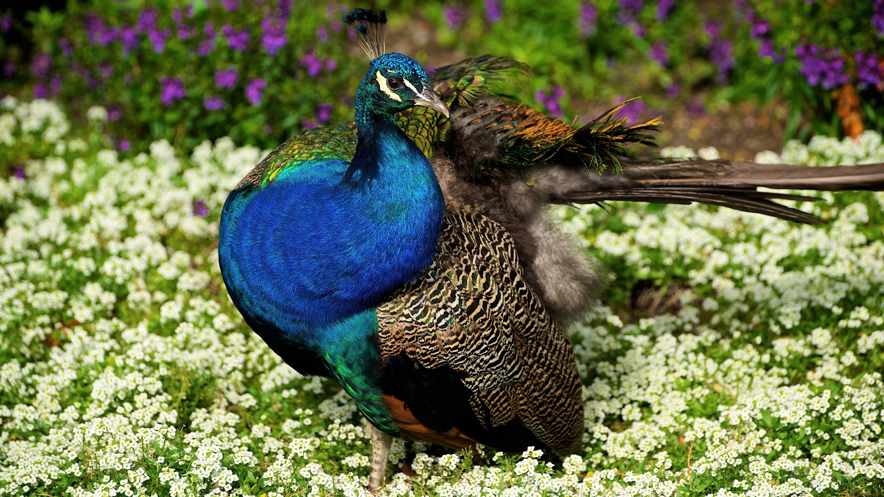 Free download wallpaper Birds, Flower, Bird, Animal, Colorful, Peacock on your PC desktop