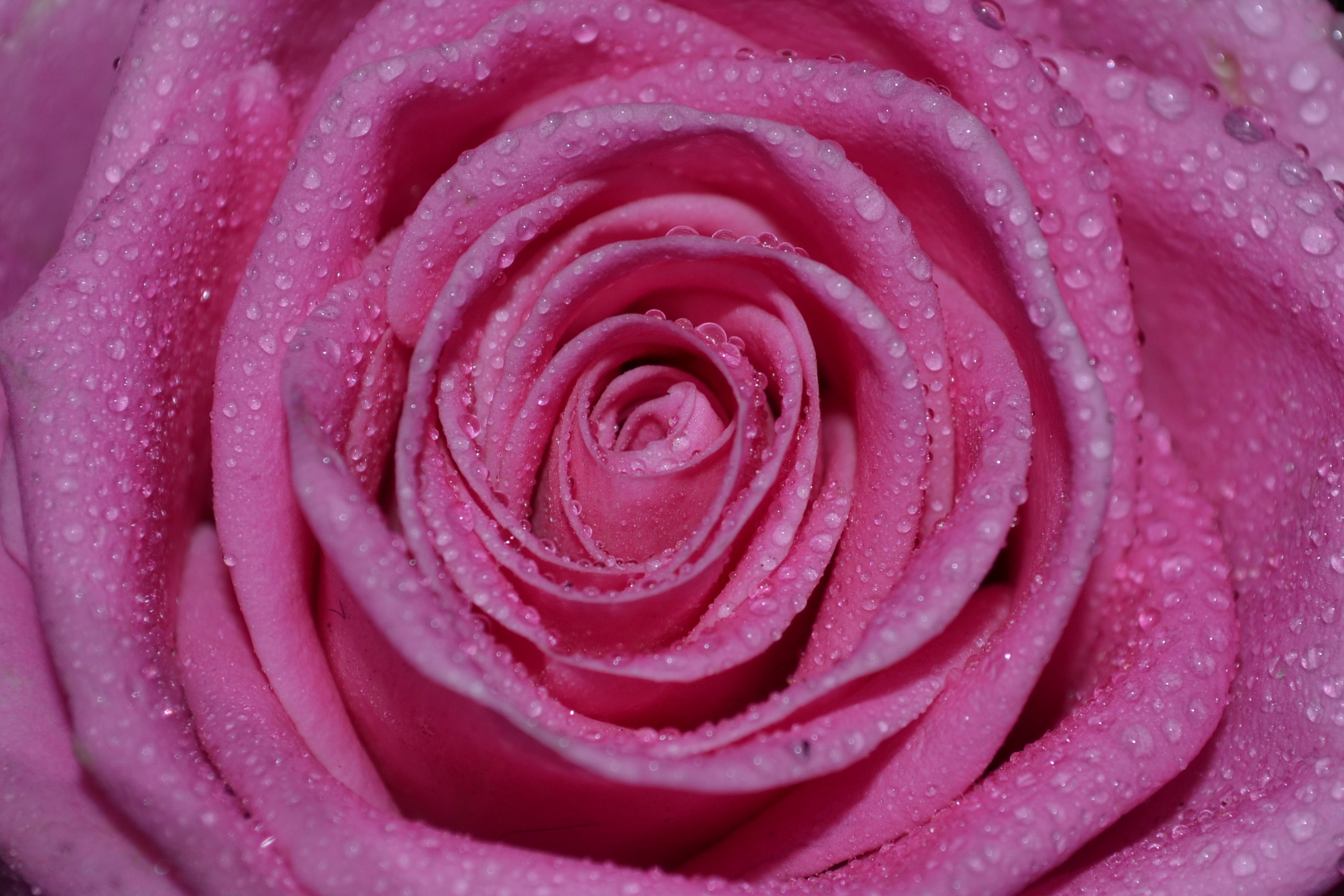 Free download wallpaper Drops, Macro, Rose, Petals, Bud, Rose Flower on your PC desktop