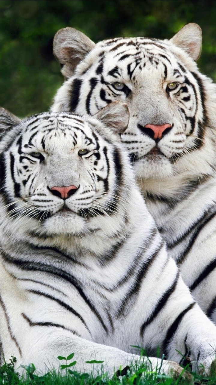Baixar papel de parede para celular de Animais, Gatos, Tigre, Tigre Branco gratuito.