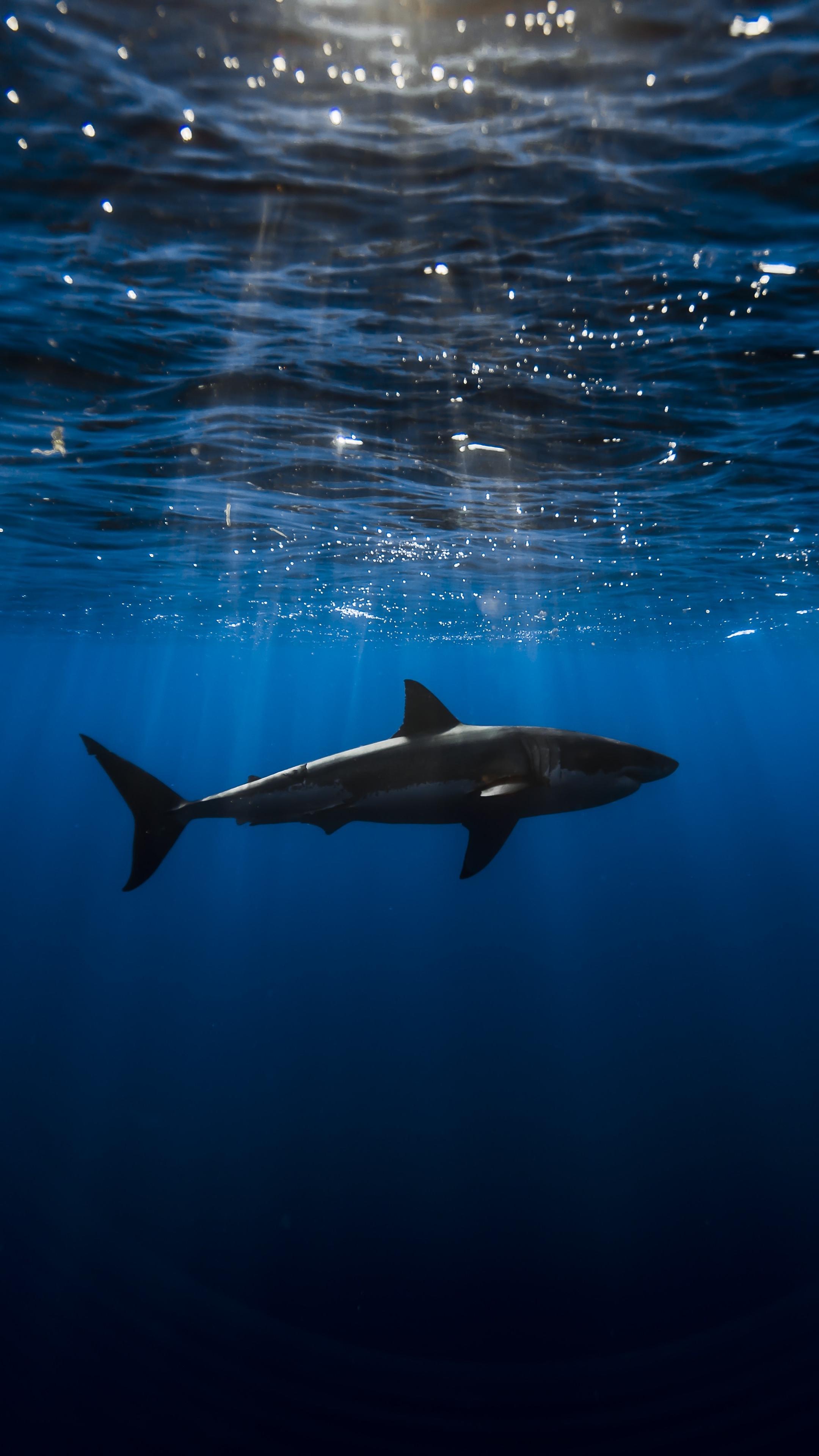 Téléchargez des papiers peints mobile Animaux, Sous Marin, Requin, Sous L'eau, Les Requins gratuitement.