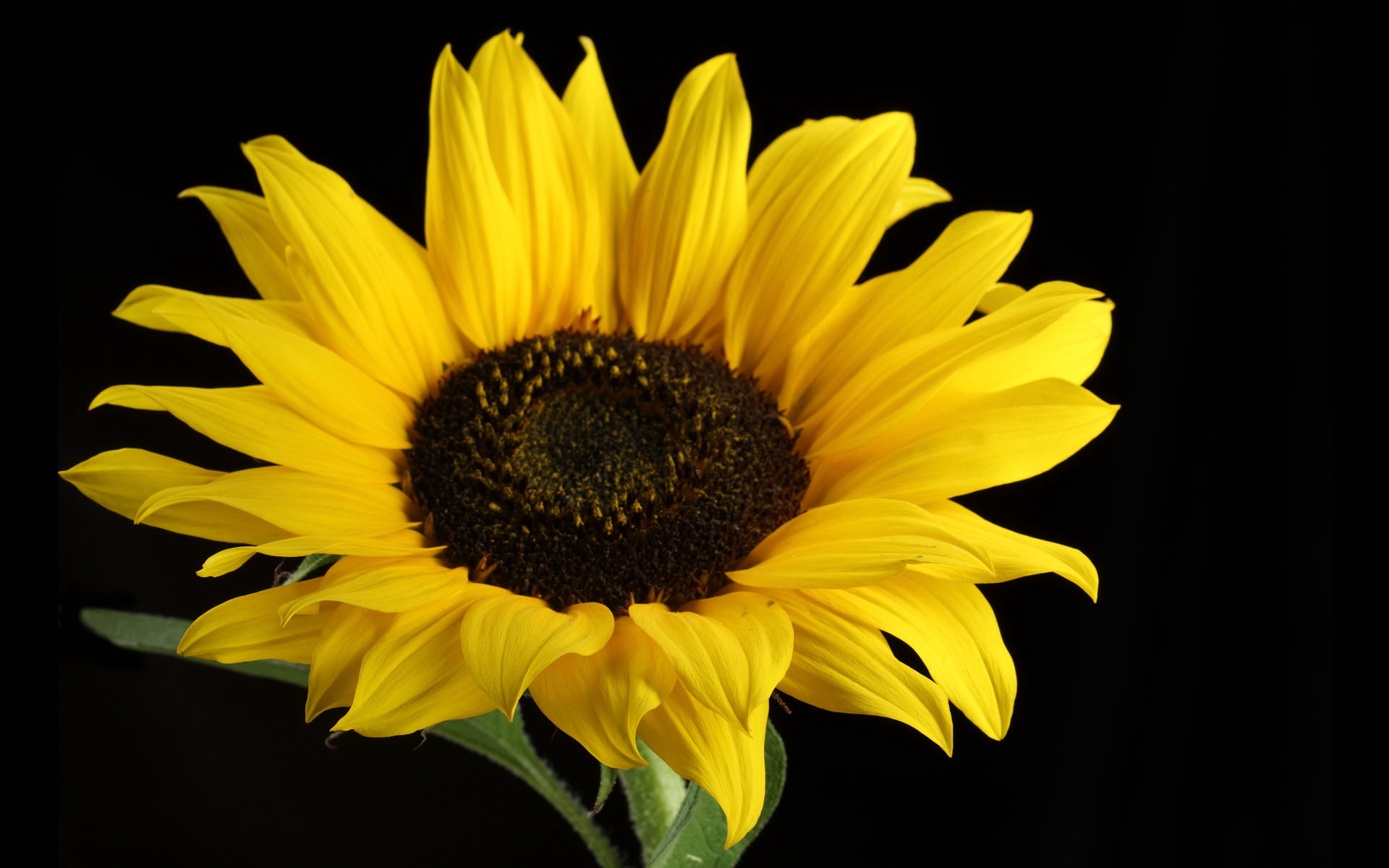 Download mobile wallpaper Sunflower, Flowers, Earth for free.