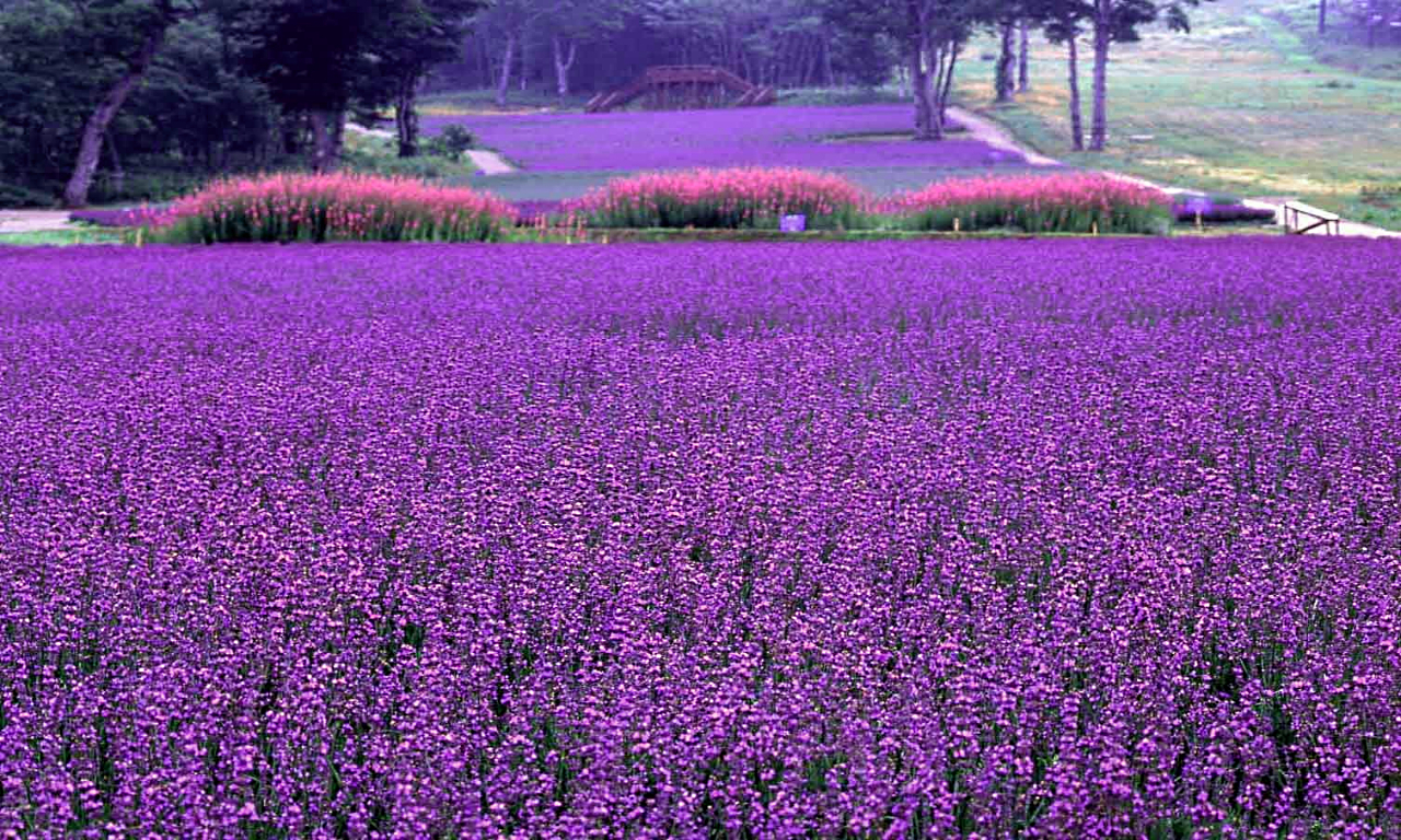 Free download wallpaper Earth, Field, Lavender on your PC desktop