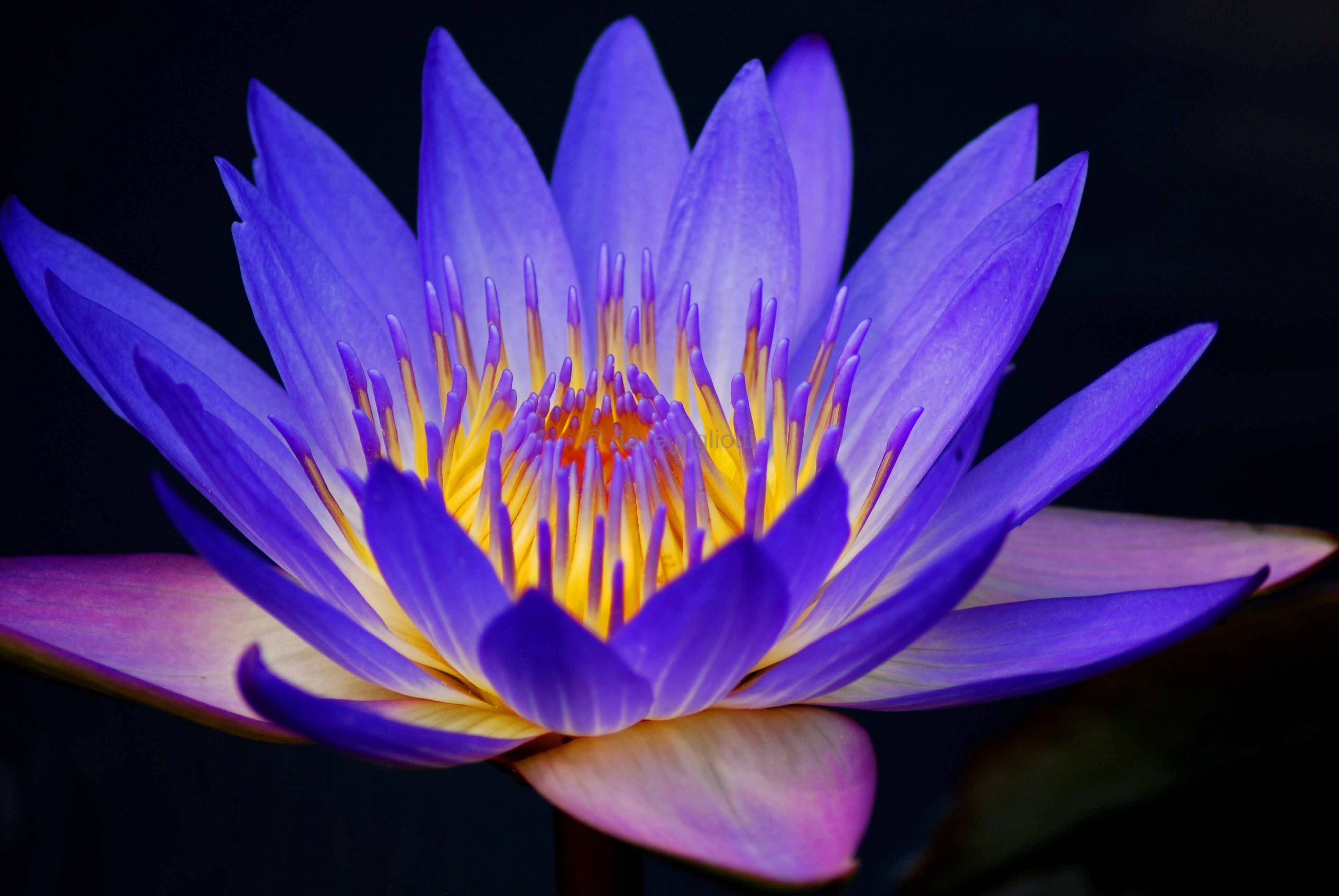 Download mobile wallpaper Flowers, Flower, Earth, Water Lily, Purple Flower for free.