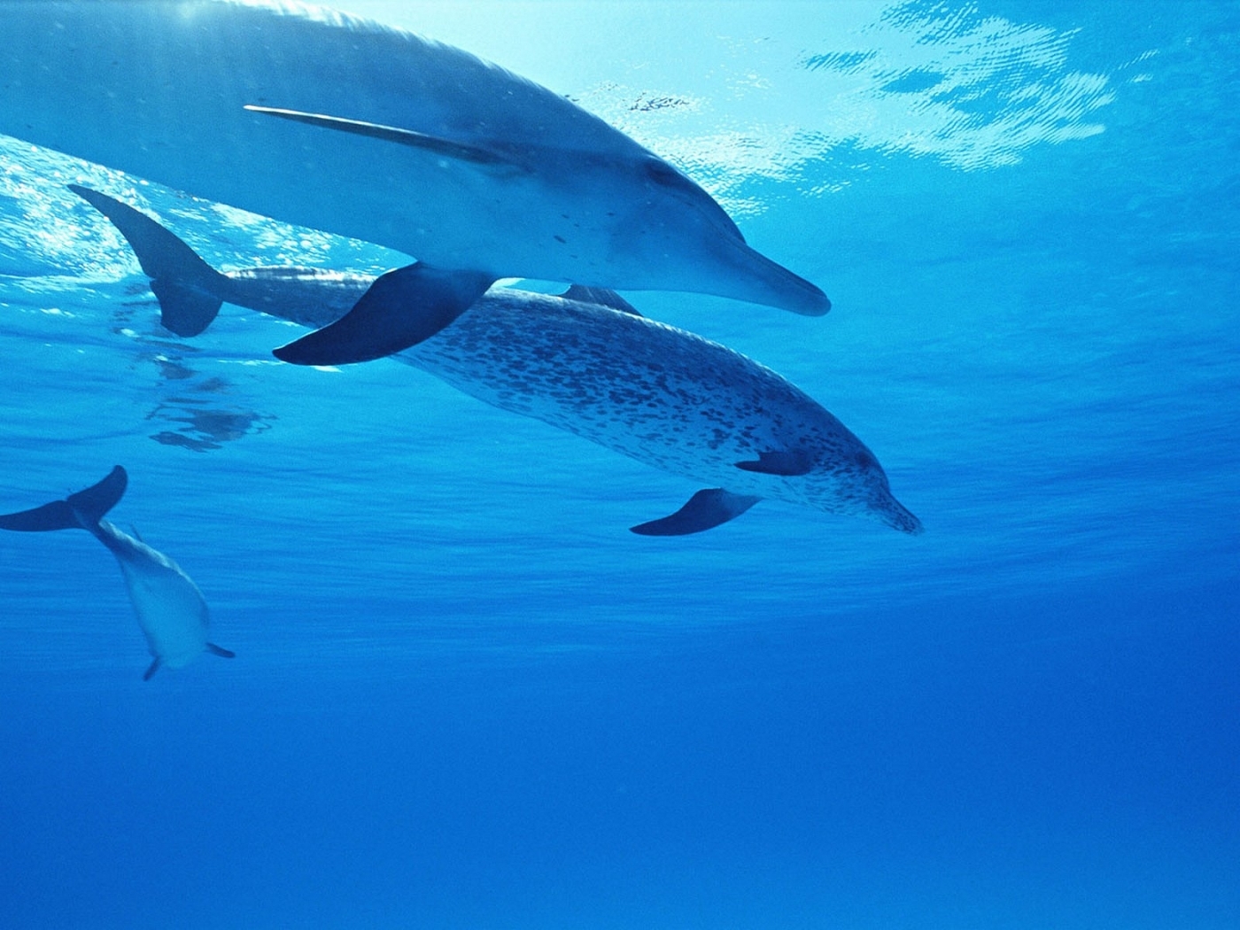 Скачать обои бесплатно Животные, Море, Дельфины картинка на рабочий стол ПК