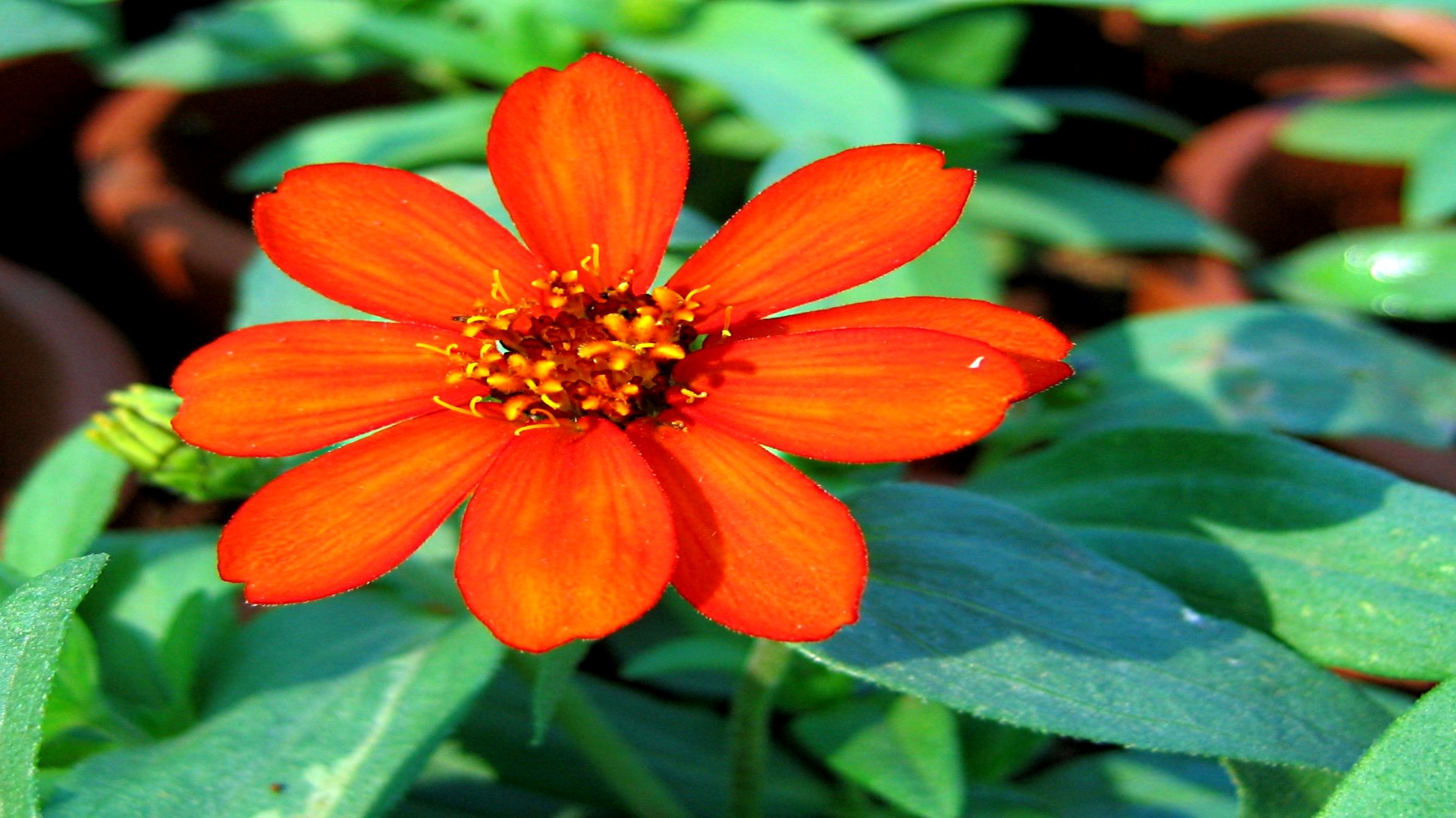 Téléchargez gratuitement l'image Fleurs, Fleur, Terre/nature sur le bureau de votre PC