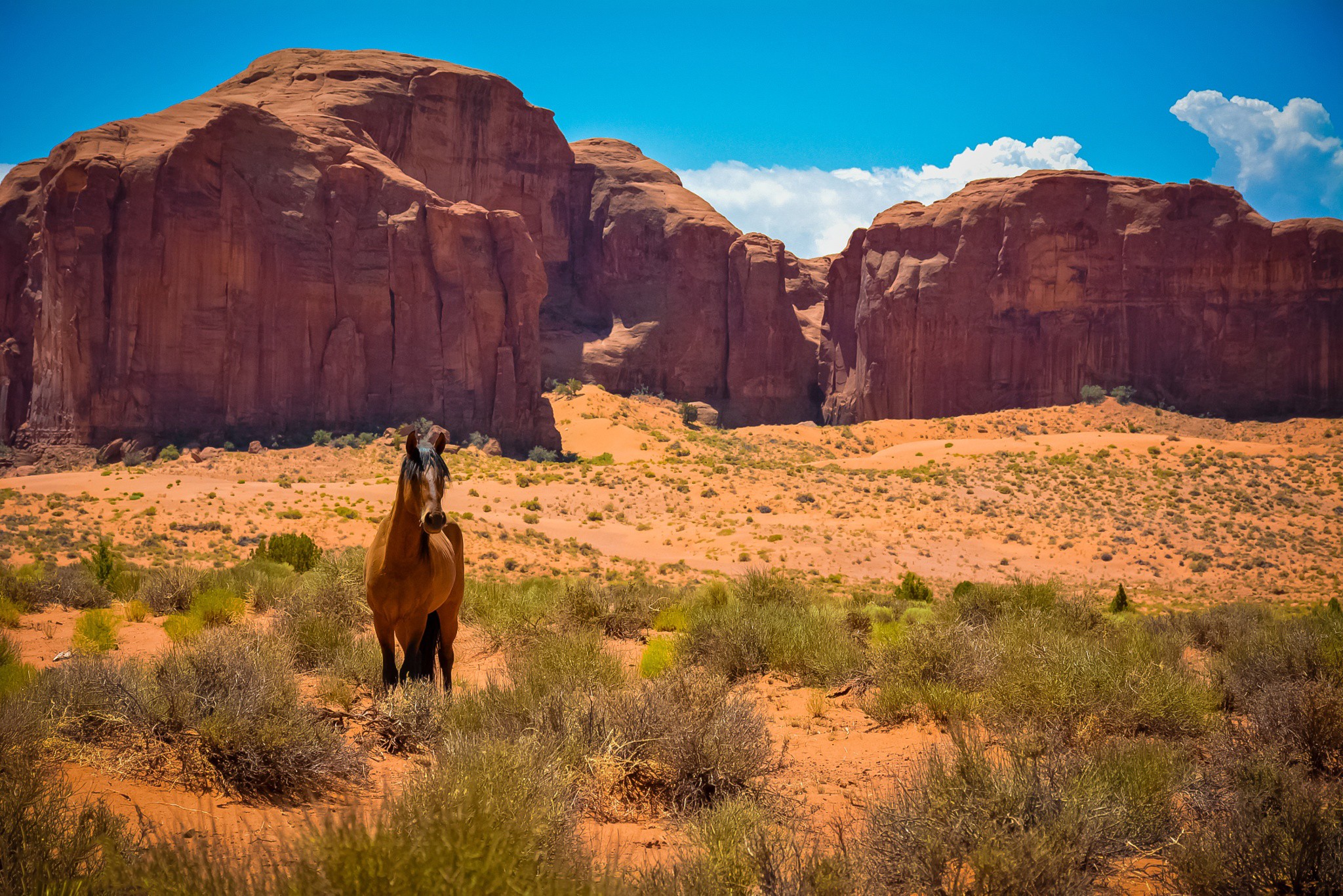 Скачать картинку Животные, Пустыня, Лошадь, Утёс в телефон бесплатно.