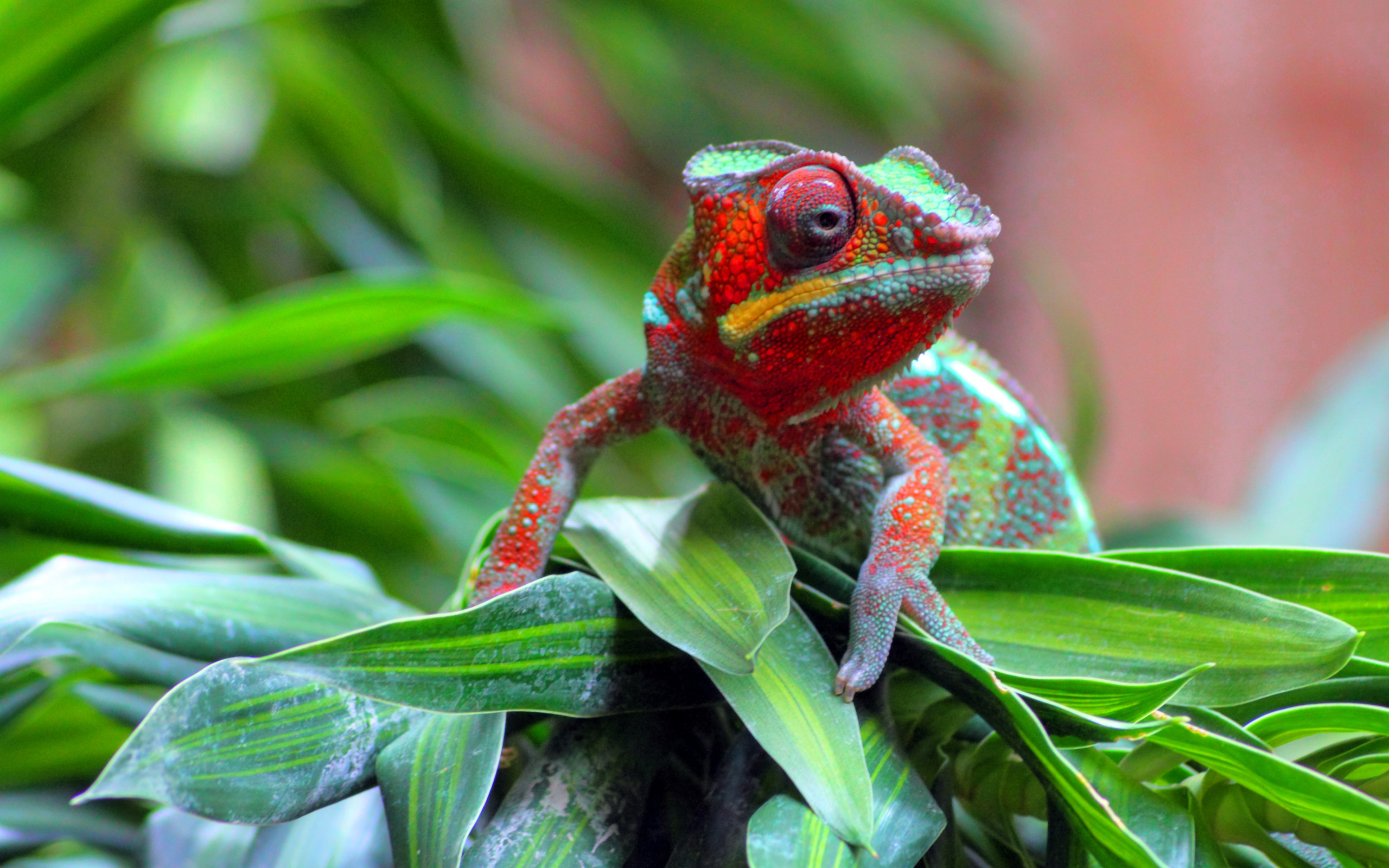 278618 descargar imagen animales, camaleón, reptiles: fondos de pantalla y protectores de pantalla gratis