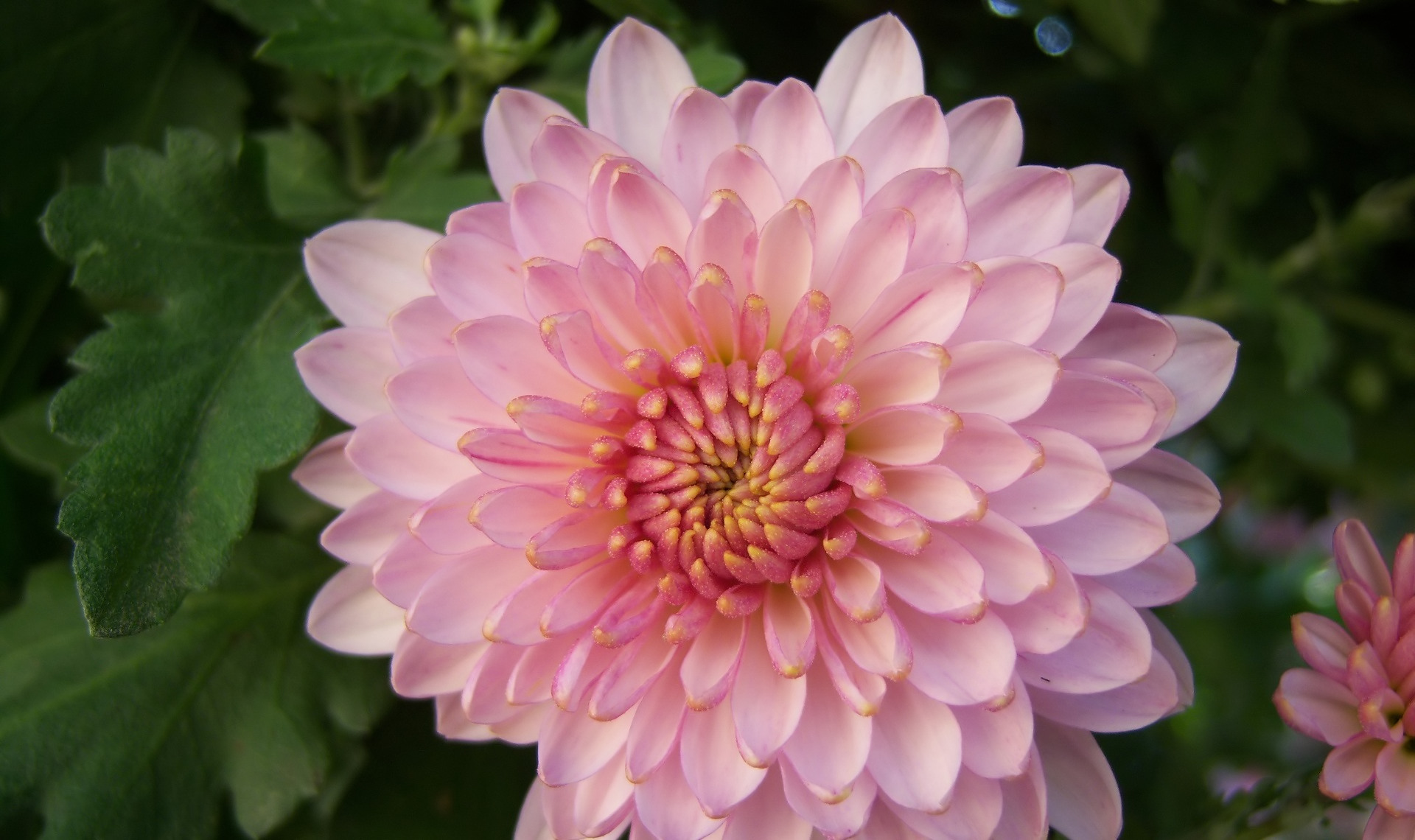 Free download wallpaper Flowers, Chrysanthemum, Earth on your PC desktop
